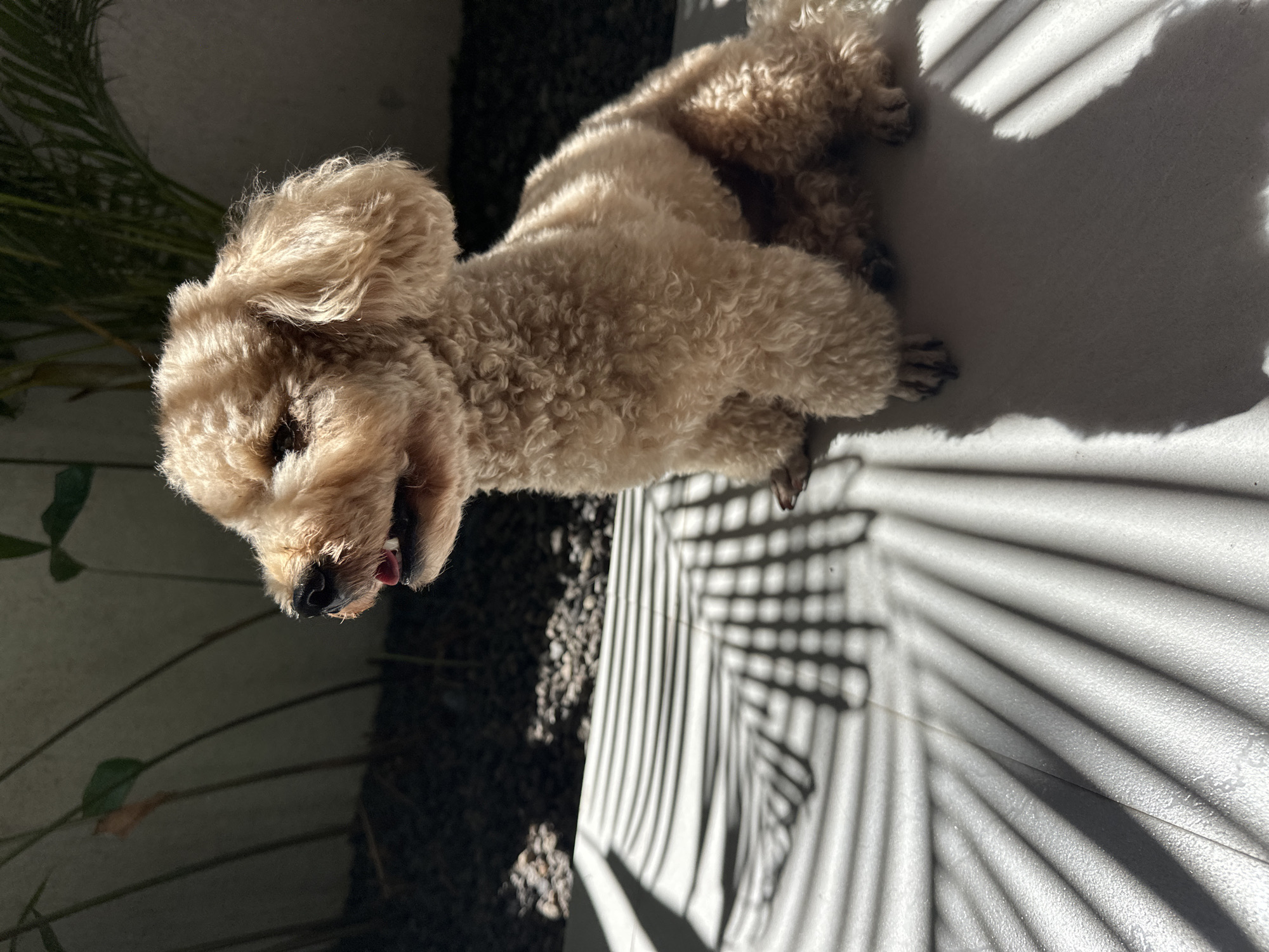 A medium-sized, tan-colored poodle sits on a light gray concrete surface, partially in sunlight. The dog is panting, and its tongue is visible. Shadows of palm fronds are cast across the concrete surface. To the left of the dog, there is a dark area with plants and small rocks. The location is likely in North Kuta, Indonesia.