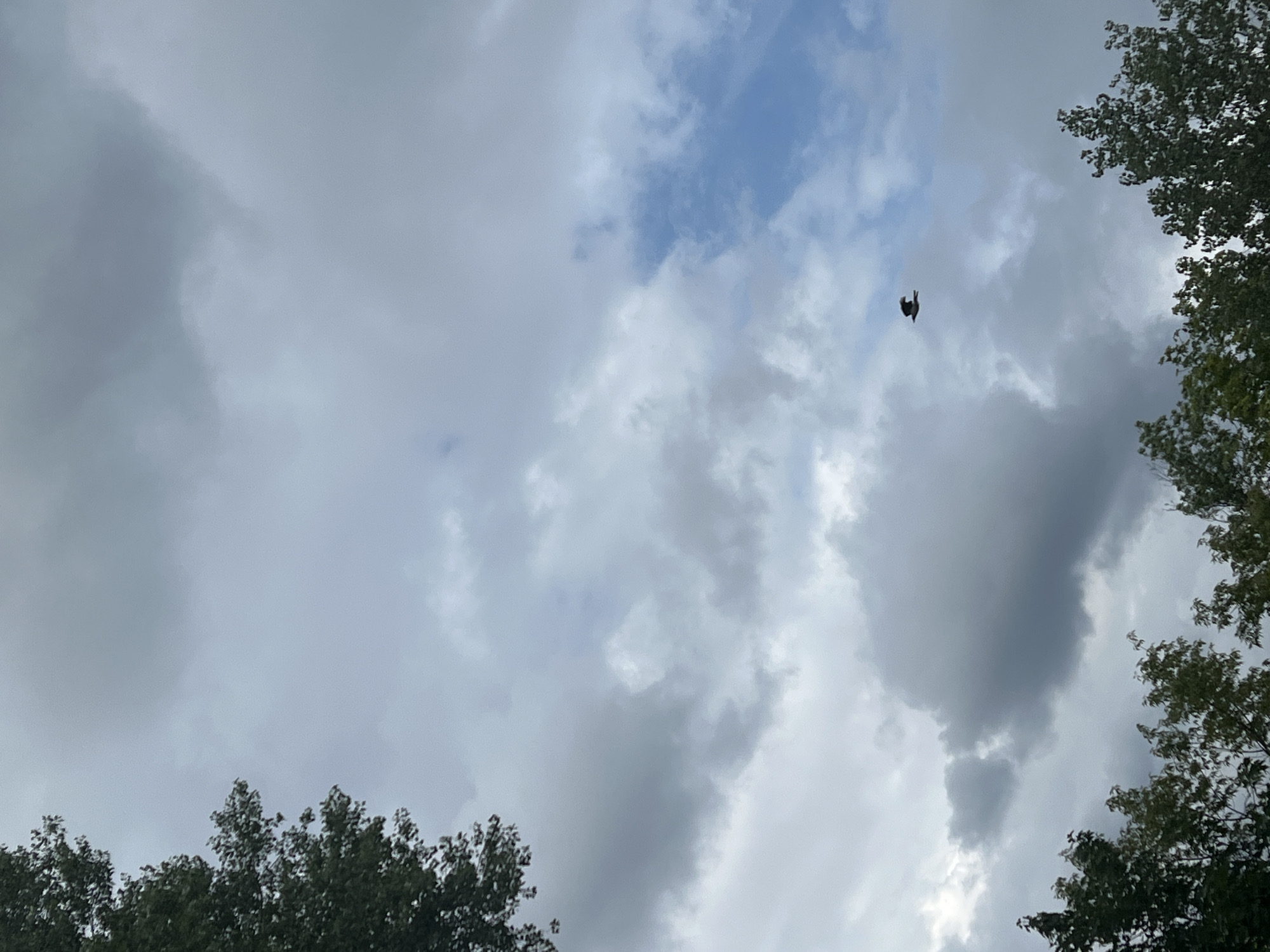 The image shows a cloudy sky with a bird in flight. Trees are visible at the top and bottom edges of the frame. The scene is not identifiable as being in Warsaw, Poland.