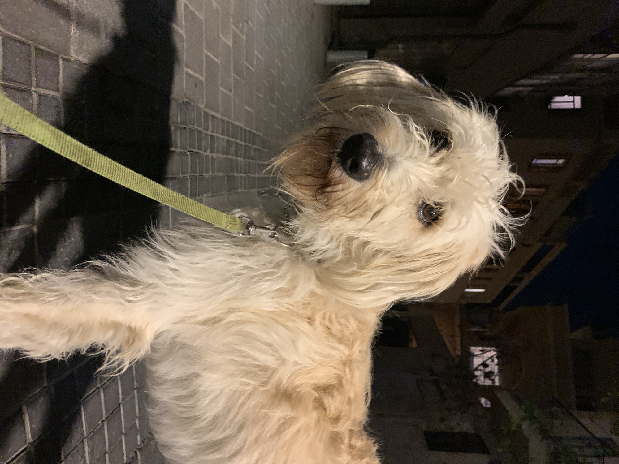 The media file features a light-colored, shaggy-haired dog, possibly a Wheaten Terrier, captured at night on a street in Tel-Aviv, Israel. The dog is the central subject, looking directly towards the viewer with dark, attentive eyes and a prominent black nose. Its fur is a creamy or sandy blonde, appearing somewhat disheveled and natural. A light green leash, made of fabric, is visible extending from a metal clasp attached to the dog's collar on the left side of the frame.
The setting is an urban environment during nighttime. The ground beneath the dog is paved with dark, rectangular cobblestones or bricks. In the background, dark buildings are visible, some with illuminated windows that suggest artificial light sources within, contrasting with the dark sky. The overall lighting is dim, indicating an evening or late-night scene, with reflections of light visible in the dog's eyes.
The dog appears to be on a walk, its body angled slightly, and its gaze fixed forward, conveying a sense of curiosity or alertness. There is no visible text in the image. The original image is rotated, presenting the dog horizontally across the frame, though its natural orientation would be upright.