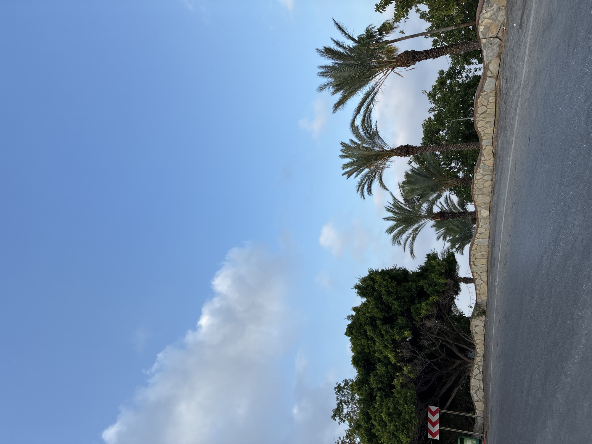 An asphalt road curves to the left, bordered by a low, wavy stone wall. Behind the wall, lush green trees and several palm trees reach towards a clear blue sky dotted with wispy white clouds. To the left of the road, a red and white chevron sign indicates a sharp turn. The scene appears to be a scenic road in Alanya, Turkey, possibly near a coastal area, given the presence of palm trees. There are no people or animals visible in the image.