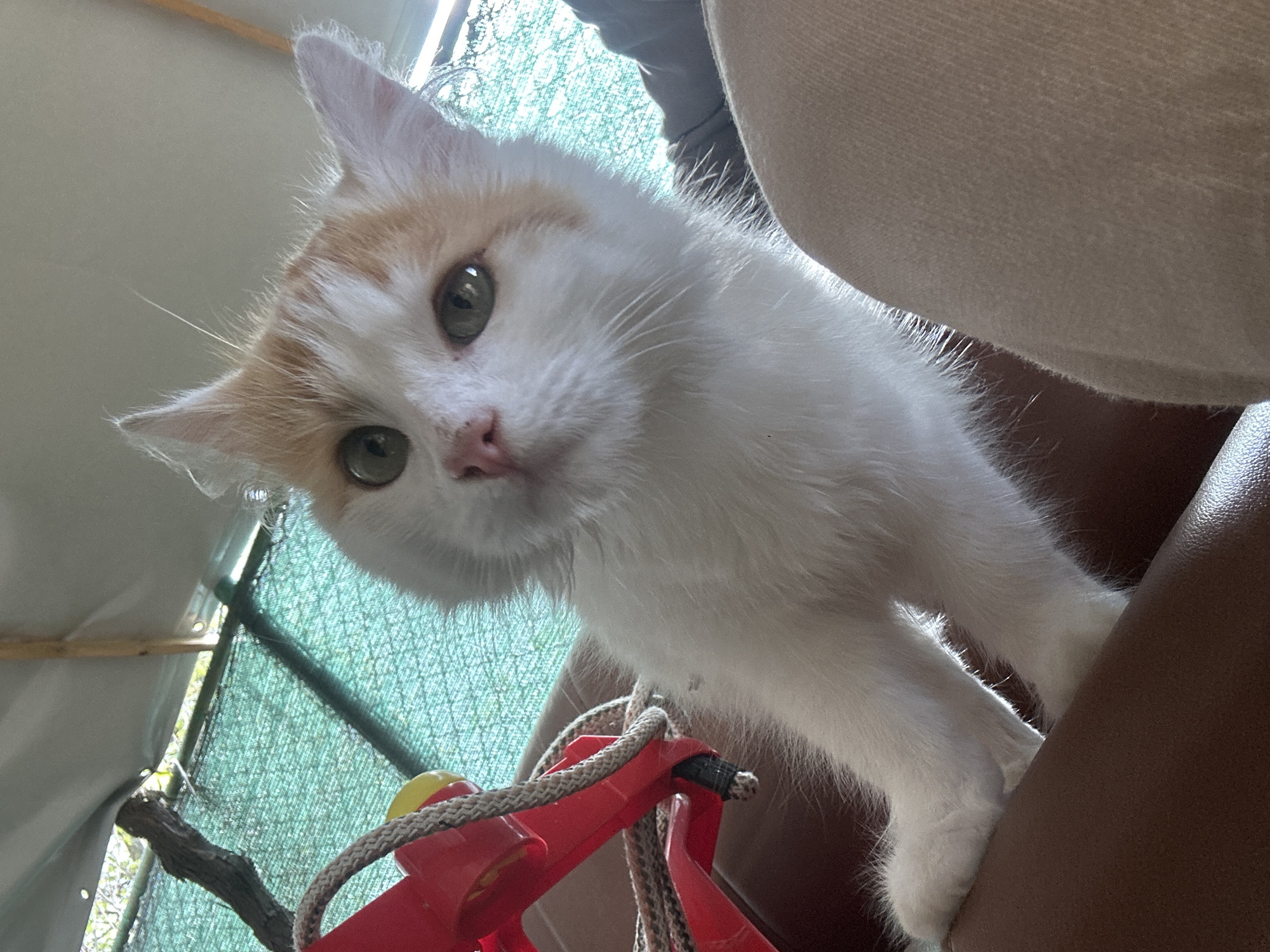 A close-up, high-angle shot depicts a white and light orange kitten with green eyes looking directly at the camera. The kitten is positioned on a brown surface, possibly leather or imitation leather. A red and yellow toy is visible in the lower left corner, hanging by a rope. The background is partially obscured by a green mesh or screen. The location cannot be determined based solely on the visual information in the image, and it can't be determined if the image was taken in Kameno, Bulgaria.