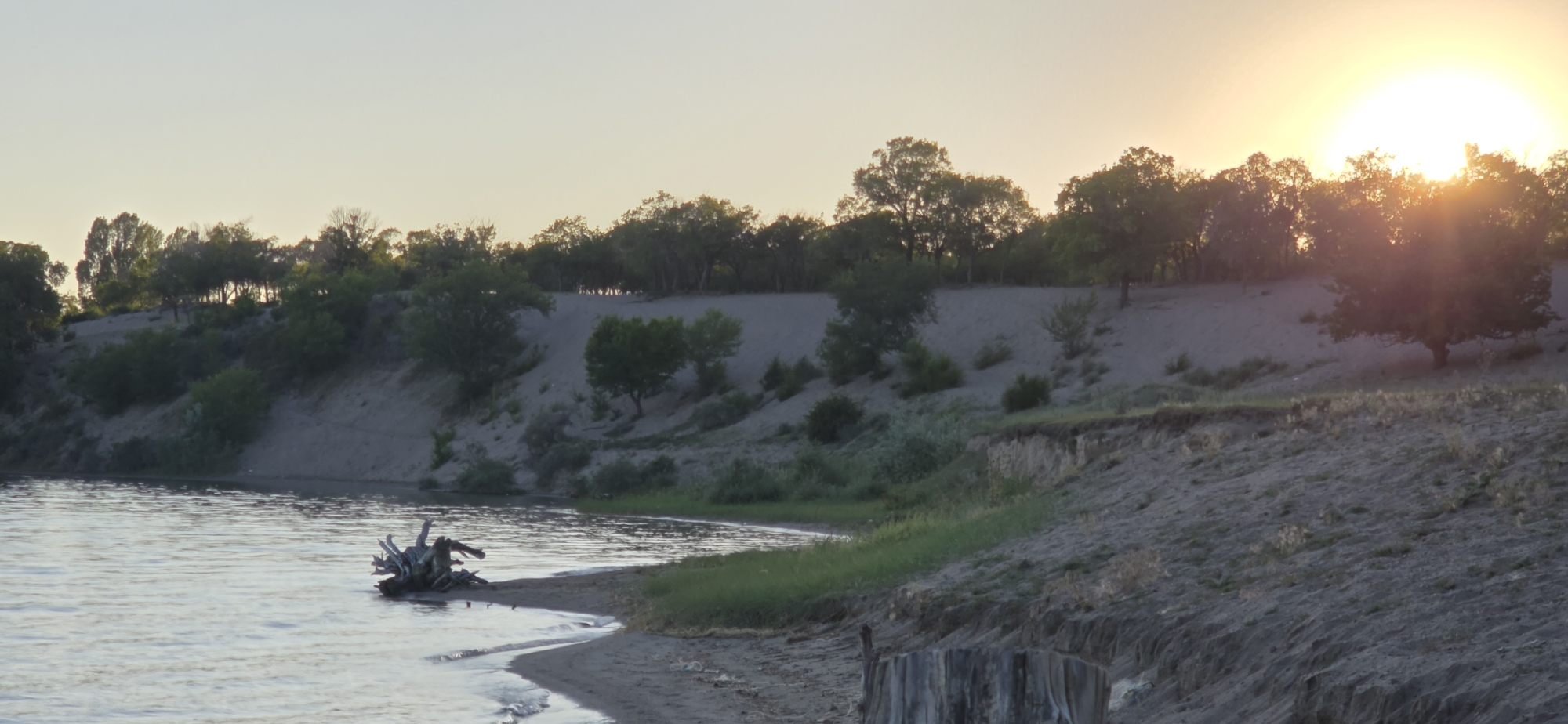 The image captures a natural scene at dusk near Issyk-Kul, Kyrgyzstan. The sun is setting, casting a warm glow on the horizon and creating a serene atmosphere. A wide, calm body of water, likely a lake, dominates the foreground, with gentle ripples suggesting a light breeze. On the left side of the water, a weathered piece of driftwood rests partially submerged, its gnarled branches stark against the water's surface. The shoreline is a mixture of sandy banks and patches of green grass. Beyond the water, a steep, sandy embankment rises, dotted with sparse vegetation and a scattering of trees. The embankment is crowned by a dense cluster of trees, their foliage silhouetted against the pale sky. The overall impression is one of natural beauty and tranquility, characteristic of the Issyk-Kul region.
