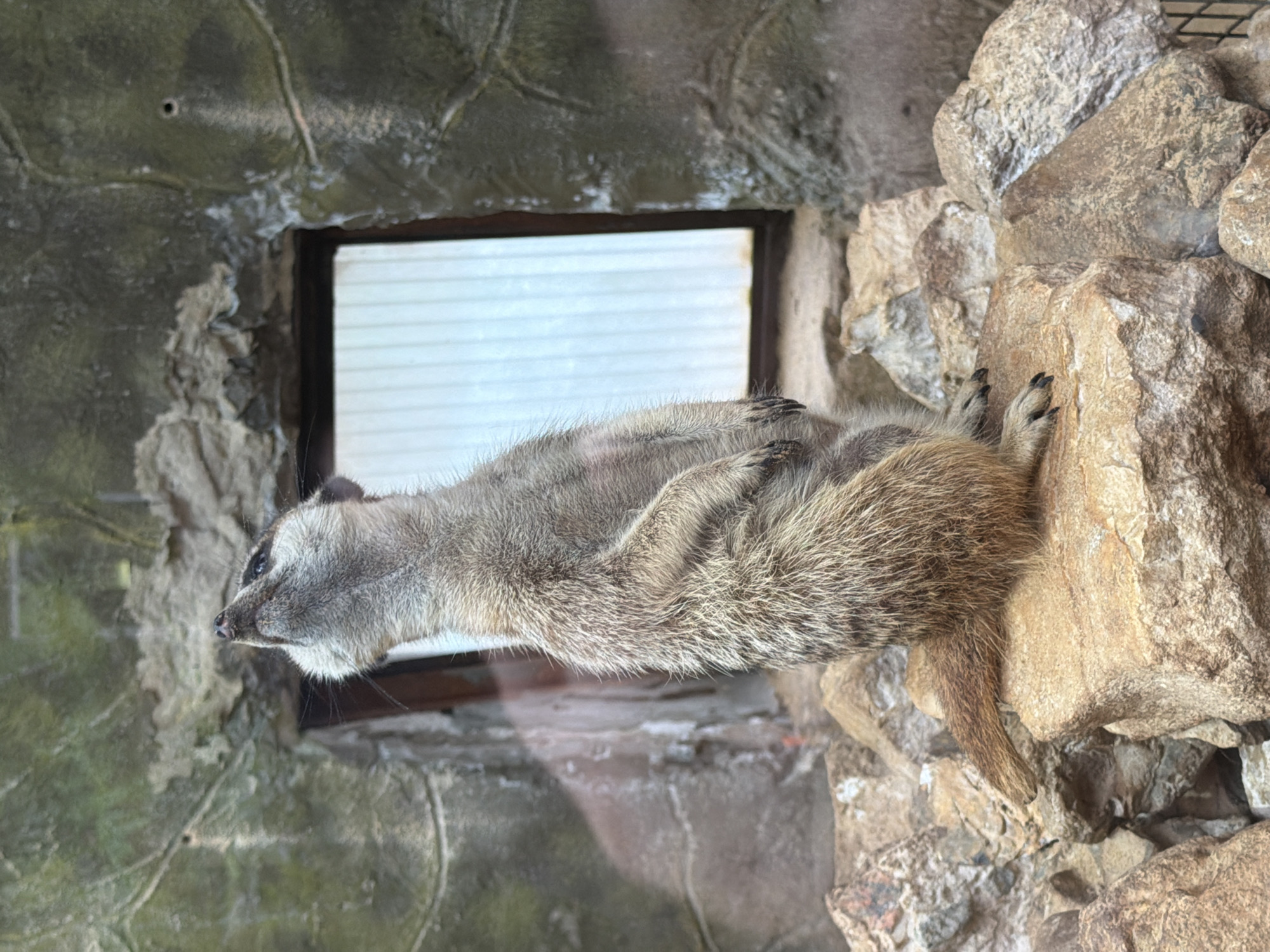This media file shows a meerkat in an enclosure. The meerkat is lying on its side on a rock, with its head extended to the left, looking into the distance. Its fur is a mix of brown and grey. The enclosure appears to be rocky, with a window or opening in the background showing a textured surface. The lighting suggests it is daytime. The overall scene is of an animal in a habitat designed to resemble its natural environment. No text is visible in the image.