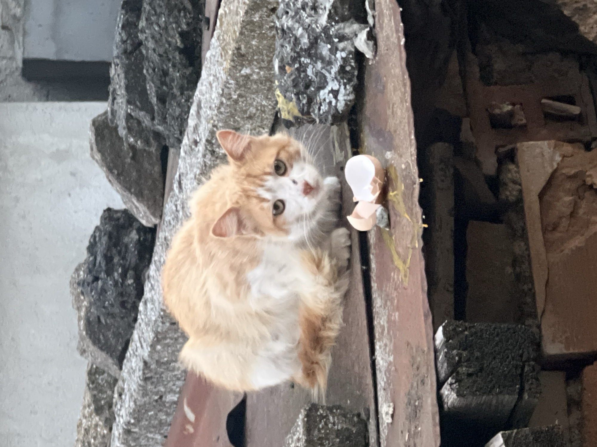 An orange and white cat is sitting on a rusty metal surface next to a broken eggshell and spilled yolk. The cat is looking directly at the camera with a curious expression. In the background, there are large rocks and a concrete structure, suggesting an outdoor, possibly urban or industrial, setting. The scene is devoid of any signs of human presence, and there are no discernible human interactions occurring. The environment appears to be weathered and somewhat dilapidated.