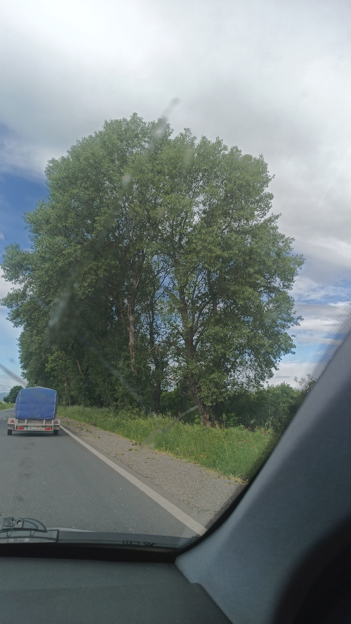 A view from inside a vehicle traveling on a road, showing a trailer with a blue cover in front and a line of large trees to the right of the road. The sky is partly cloudy. The location, city of Milevo, Bulgaria, is not explicitly evident in the image.