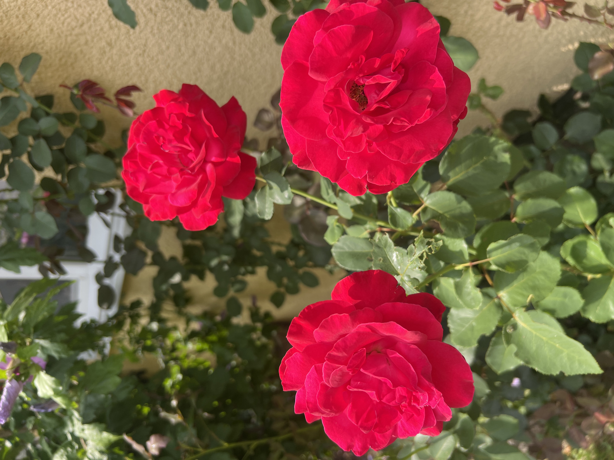 Three vibrant red roses bloom in the foreground, their petals tightly furled and rich in color. They are part of a rose bush with lush green leaves, some of which show signs of insect damage, with small holes and ragged edges. In the background, a textured, light yellow wall is visible, suggesting an outdoor setting, possibly a garden or courtyard. Above the roses, out of focus, are more green leaves and hints of purple flowers, possibly from another plant. A white-framed window can also be discerned in the upper left portion of the image, partially obscured by foliage. The overall impression is one of a sunlit day in a residential area with a focus on the blooming flora. The scene does not contain any people or any specific landmarks indicating a location within Yaremche, Ukraine.