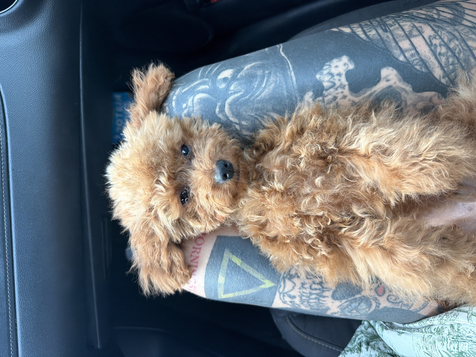 A small, light brown, curly-haired dog, resembling a poodle or poodle mix, lies comfortably on a person's tattooed limb inside what appears to be a car in Monopoli, Italy. The dog is positioned on its back, with its head turned towards the camera, revealing its dark eyes and black nose. Its fur is fluffy and disheveled, indicating a relaxed posture.
The limb beneath the dog is heavily adorned with intricate black-and-grey tattoos. Visible designs include what appears to be a skeletal or bone structure pattern, abstract swirls, and geometric shapes, specifically a black triangle with a yellow outline. Partially visible text on the tattoo includes "ORNIS," possibly part of a longer word like "CALIFORNIS." The skin tone beneath the tattoos is light. A glimpse of patterned fabric, possibly clothing, is visible in the lower right, suggesting the dog is resting on a lap or upper leg.
The car's interior features dark-colored surfaces, likely a dashboard or door panel, with some light stitching visible. A storage compartment or cubby hole is present in the background, and a light blue object or packaging, partially reading "TOTEM," is visible within it. The lighting suggests it is daytime. The overall scene conveys a moment of calm and companionship during a car journey.