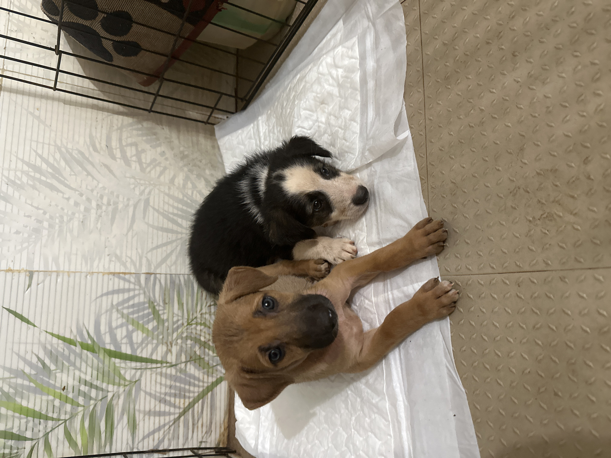 Two puppies are lying on a white puppy pad. The puppy on the left is light brown with a black nose and dark blue eyes. The puppy on the right is black and white with dark eyes. They are inside a fenced area, possibly a pen or crate. The background shows a wall with a leaf pattern and a black metal cage. The floor is a textured beige material. The scene appears to be indoors.