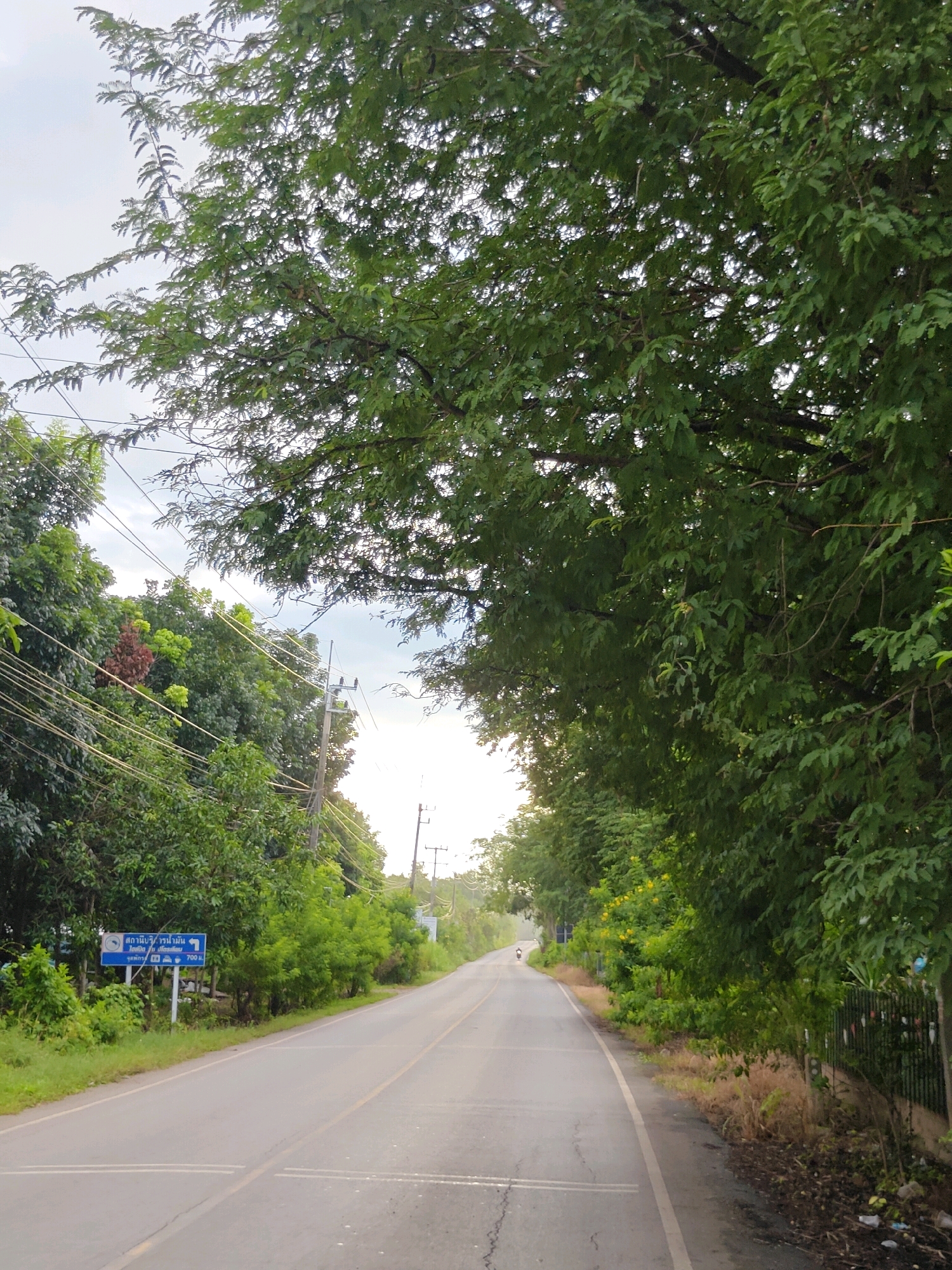 The image captures a two-lane road winding through a verdant landscape in Tambon Mu Si, Thailand. Lush green trees line both sides of the road, with their branches extending over the asphalt, creating a canopy. The sky is overcast with diffused light.
On the left side of the road, a blue sign with white text and icons is visible. The text, which appears to be in Thai script, is partially obscured but legible enough to indicate directions and distances. Beneath the sign, a patch of grass and some bushes are visible. Further along the left, telephone poles with numerous wires are strung between them, disappearing into the foliage.
On the right side of the road, the trees continue, with some yellow flowers interspersed among the green leaves. The edge of the road here is lined with dry grass and some litter, including plastic bottles and debris. A dark metal fence runs alongside the trees.
In the distance, a lone motorcyclist is visible on the road, heading away from the viewer. The road itself is paved and shows signs of wear, with cracks and faded yellow and white lines marking the lanes. The overall impression is of a rural or suburban road in a tropical environment, likely during daylight hours with subdued lighting due to the cloud cover.