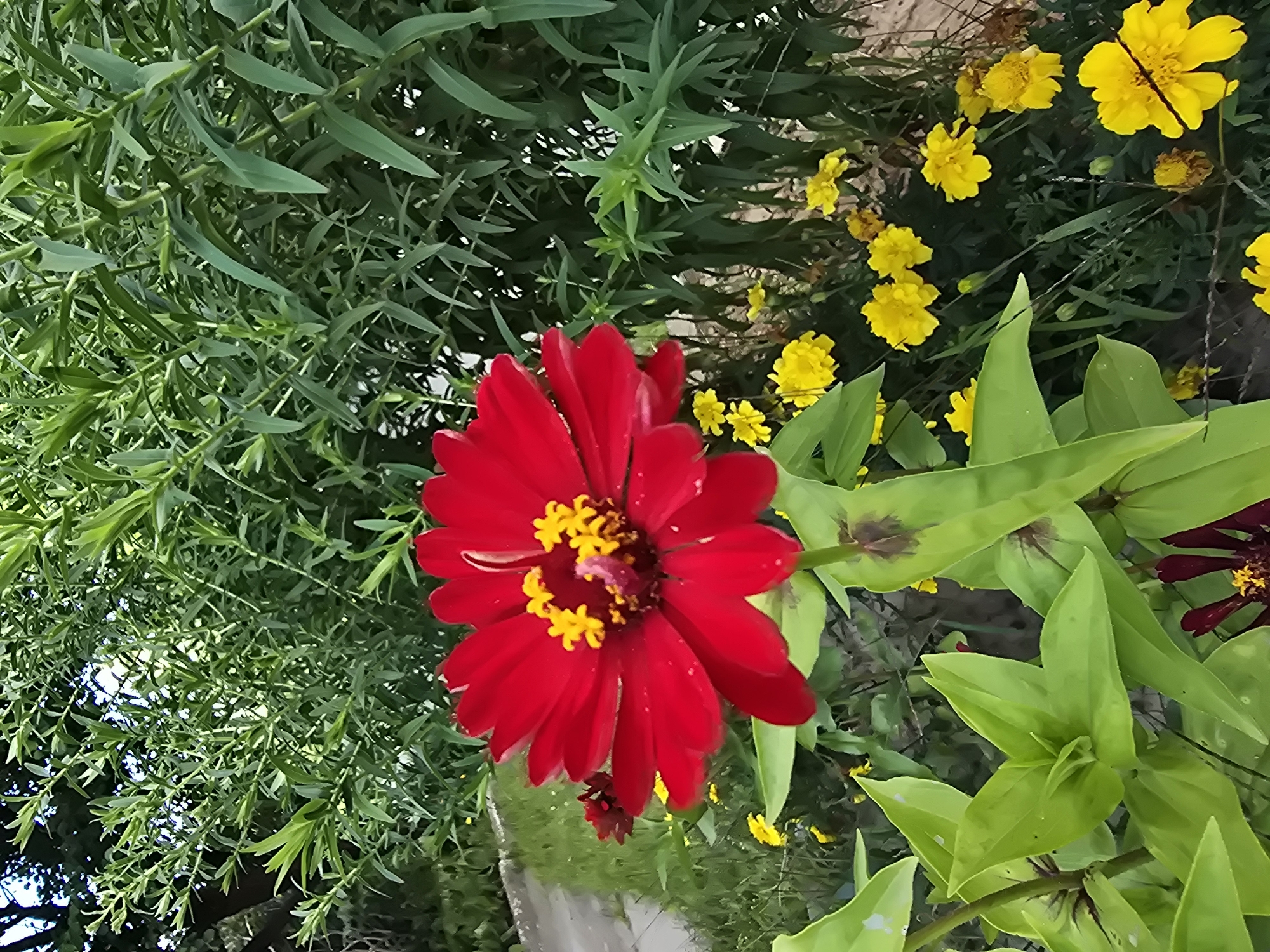 A close-up shot captures a vibrant red zinnia flower in full bloom, its bright yellow center a stark contrast to its crimson petals. The zinnia is positioned in the foreground, with lush green foliage forming a verdant backdrop. Several smaller yellow flowers, possibly marigolds, are scattered throughout the scene, adding pops of color to the earthy tones of the soil and a winding pathway visible in the upper left quadrant of the image. The overall impression is one of a sun-drenched garden in Sofiivska Borshchahivka, Ukraine, brimming with the beauty of nature.