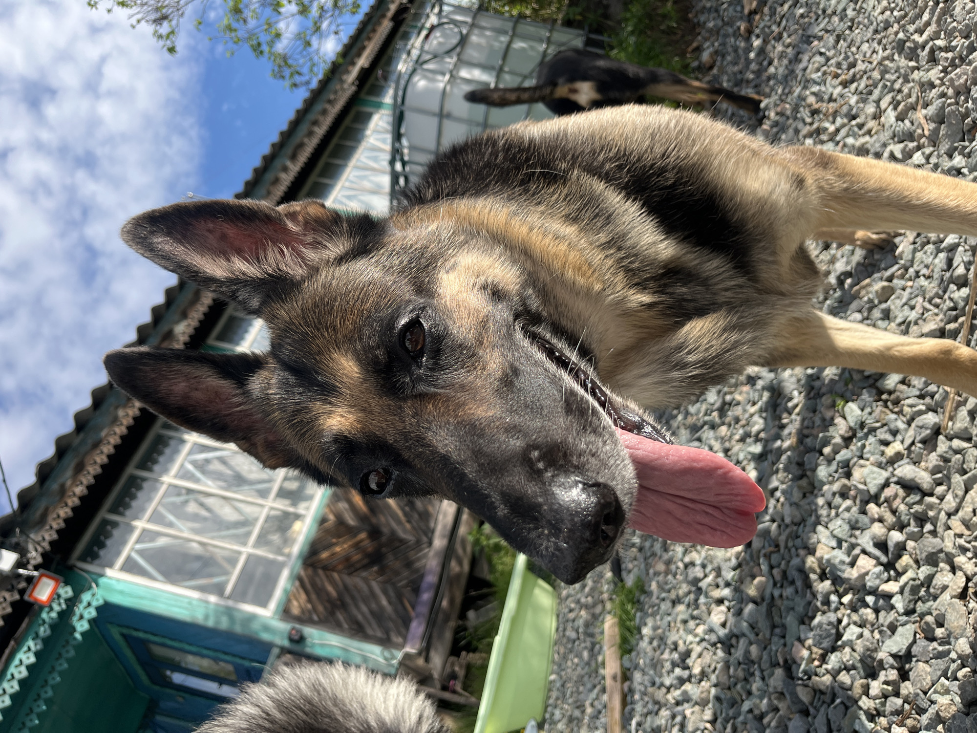 A German Shepherd dog stands in the foreground, tongue lolling out, looking towards the camera. Its fur is a mix of brown and black. The dog is on a gravel path. Behind the dog, a partially visible second dog, also dark-colored, stands near a large white plastic tank. In the background is a rustic wooden building with teal trim and a corrugated metal roof. The sky is blue with scattered white clouds. The scene is outdoors.