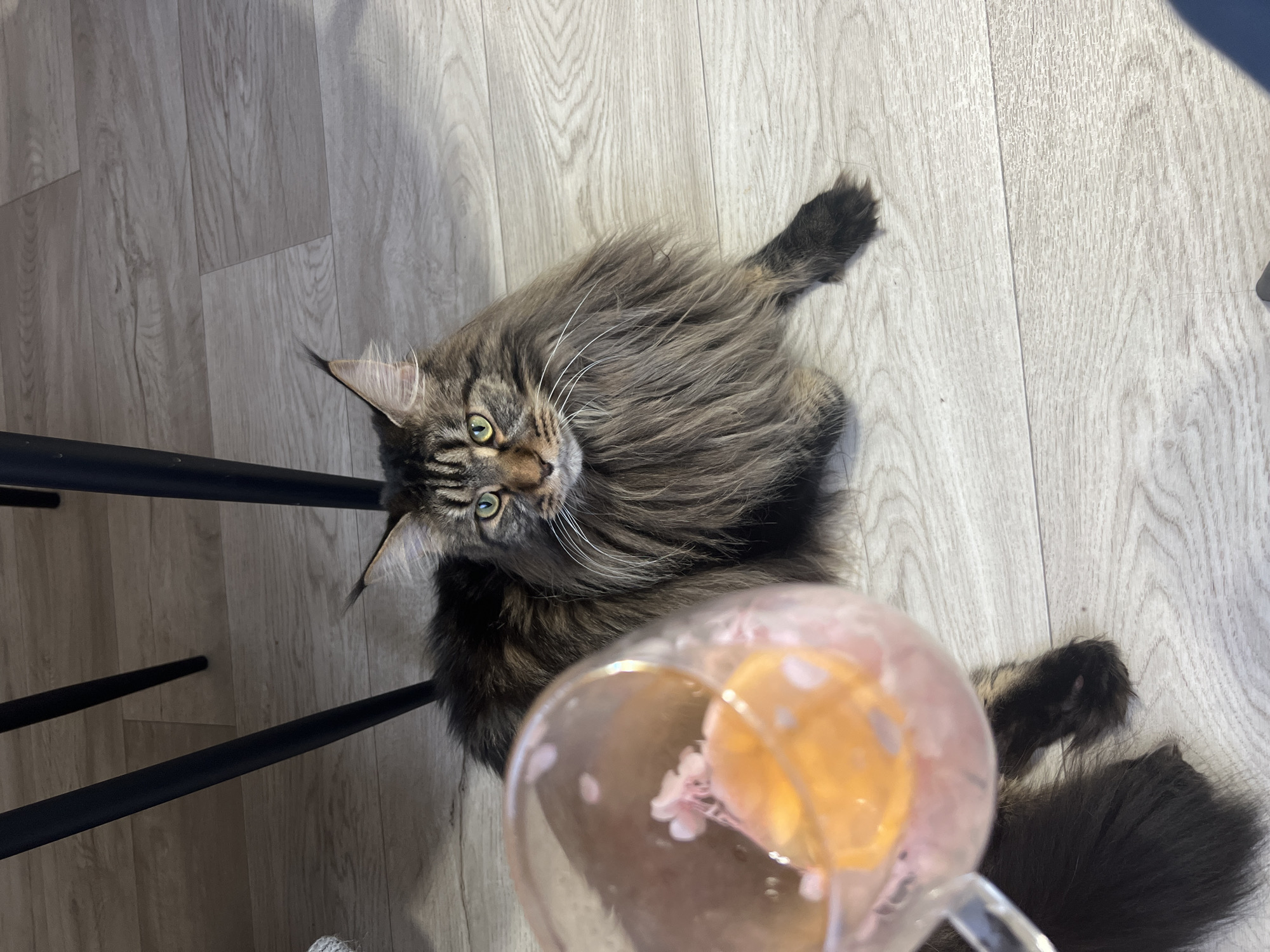 A long-haired, tabby Maine Coon cat with green eyes sits on a light-colored laminate floor. The cat is positioned under what appears to be a table or chair with thin black legs visible in the upper left portion of the frame. In the foreground, a clear glass containing a light pink liquid and orange slices is held at an angle, partially obscuring the cat's face. The scene takes place indoors, in what could be a residential setting in Марковский, Russia.