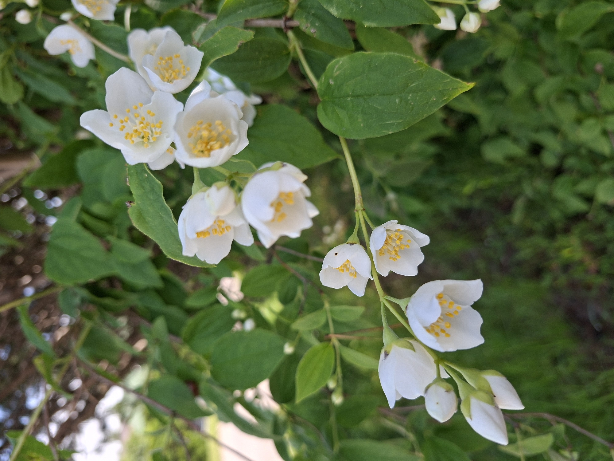A close-up, eye-level shot captures a branch of blooming white jasmine flowers with yellow stamens, set against a backdrop of green foliage. The flowers are detailed, showcasing their delicate petals and intricate centers. The background is softly blurred, suggesting an outdoor environment, likely a garden or park. The lighting is natural and bright, illuminating the flowers and leaves. The image does not contain any people. The specific location in Alytus, Lithuania, cannot be determined from the visual information present in the image.
