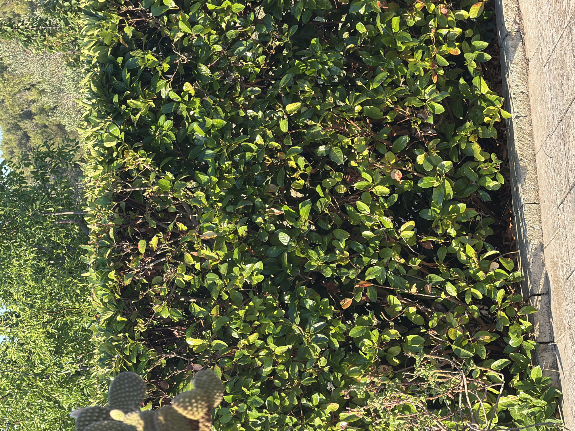 In Carpignano Salentino, Italy, the image depicts a meticulously maintained hedge composed of dense, green foliage. The hedge is positioned along a paved walkway, suggesting an outdoor urban or suburban setting. The bright sunlight casts shadows, highlighting the texture and depth of the leaves. The top of the hedge is level, with the exception of a prickly pear cactus, partially visible on the left side, adding a touch of natural, wilder element to the otherwise structured greenery. In the background, a line of trees forms a natural backdrop, hinting at a park or garden area beyond. The overall impression is one of a well-kept and tranquil environment.