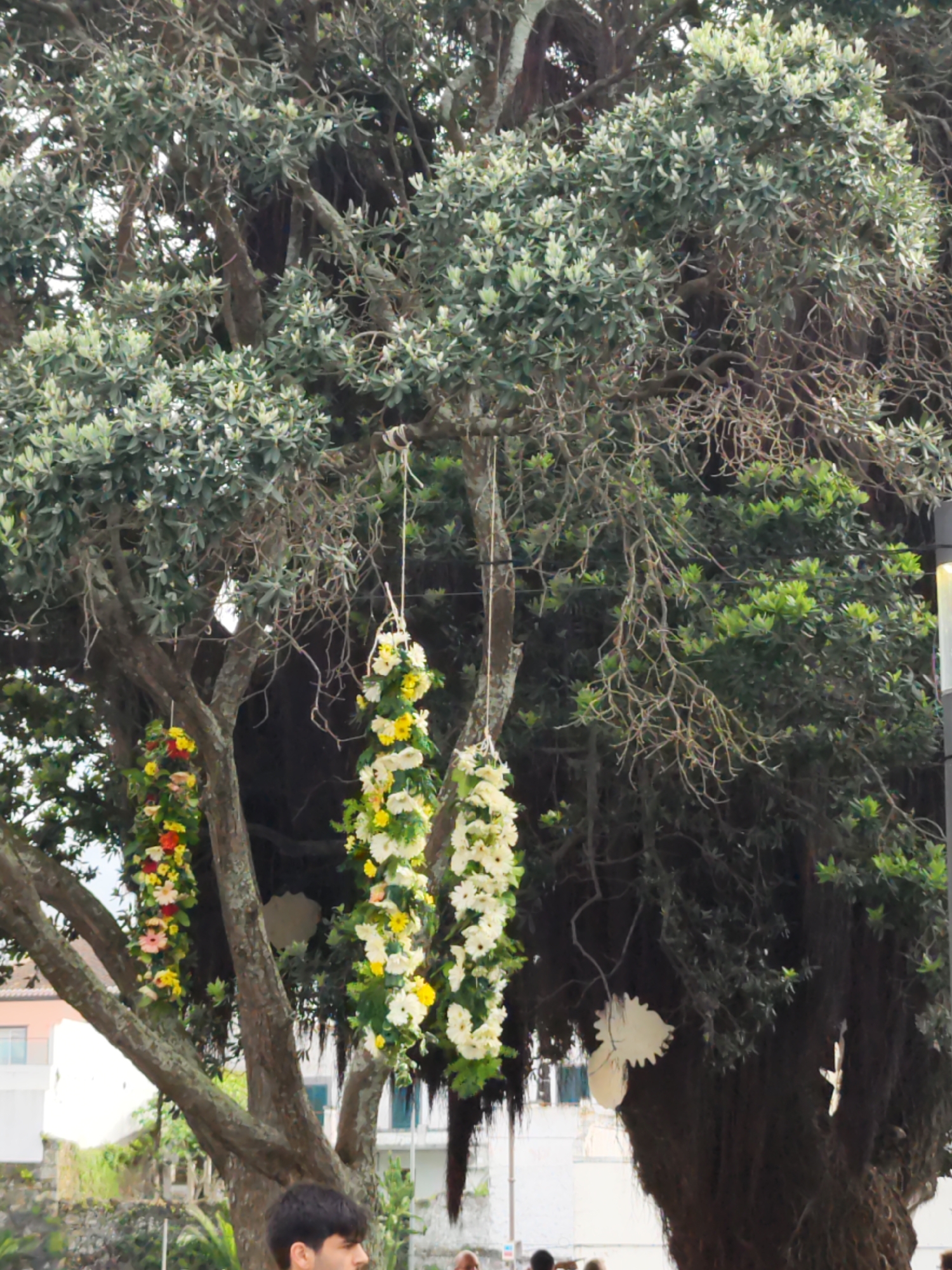 The image shows a large tree with three vertical floral arrangements hanging from its branches. The flowers are varied in color, including yellow, white, and red. The tree has thick branches and dense foliage. There are decorative paper objects also hanging from the tree. In the background, buildings can be seen, and people are present in the lower portion of the image. The scene is in Ribeira Grande, Portugal.