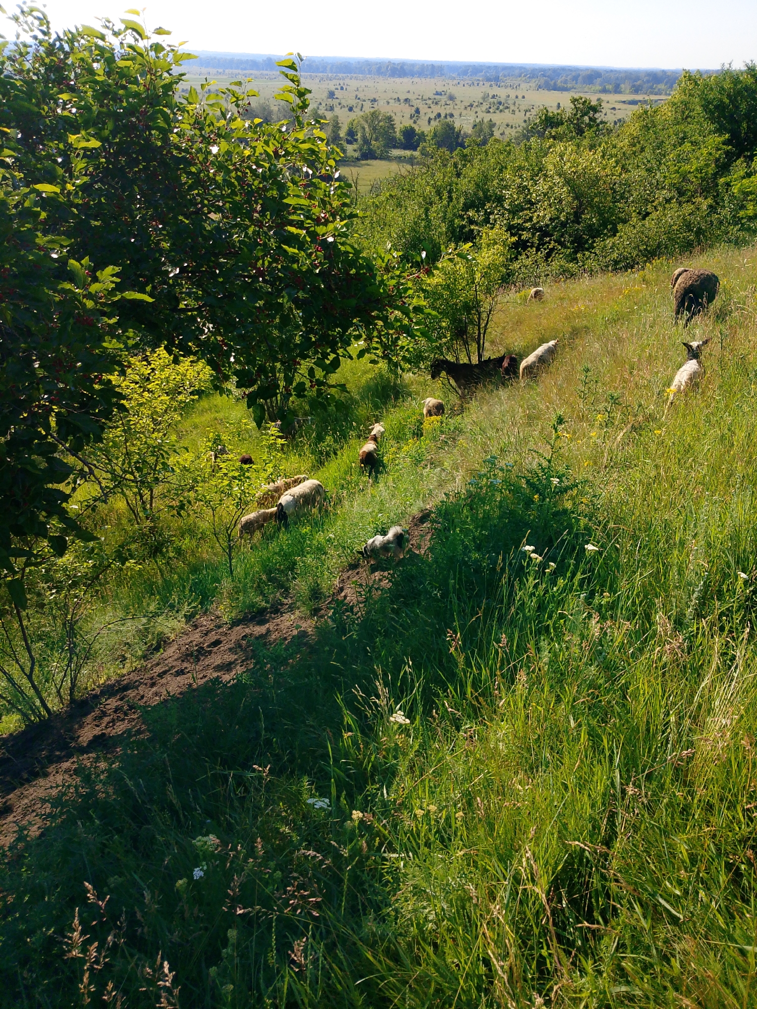 A flock of sheep grazes on a grassy slope under a clear sky. The slope is dotted with trees and shrubs, and in the distance, a valley stretches out, with more trees and fields. The sheep are of various colors, including white, brown, and black. Some sheep are grazing, while others are standing or walking. The sun is shining, casting shadows on the ground.