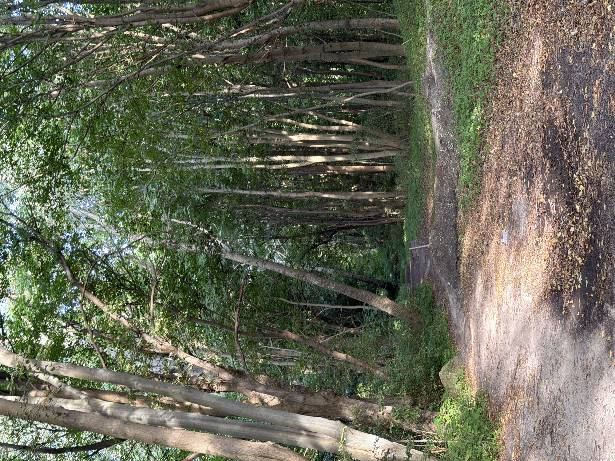 The image shows a dirt path winding through a forest in Baltiysk, Russia. The path is covered with fallen leaves and some scattered debris. The trees are tall and dense, with a canopy of green leaves filtering the sunlight. The overall impression is one of a natural, unmanicured landscape within an urban setting. There are no people or animals visible in the image.