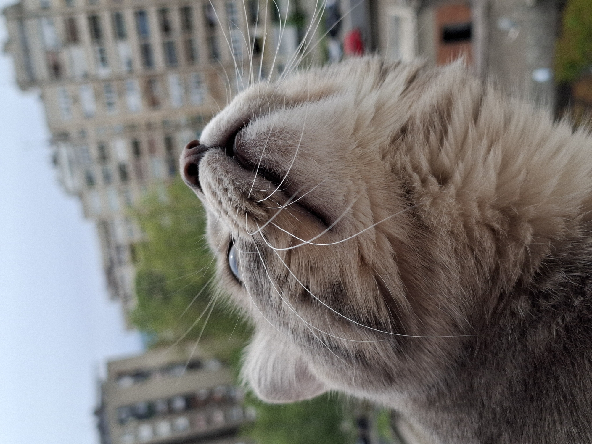 A close-up, side-profile photograph depicts the head and upper body of a domestic cat, rotated 90 degrees clockwise. The cat features light brown, beige, and grey tabby-patterned fur, prominent long white whiskers, and a pinkish-brown nose. Its left eye (viewer's right) is visible and appears blue or green, focused upwards with an expression of curiosity or attentiveness. The cat's fur is in sharp focus, highlighting individual strands and textures.
In the significantly blurred background, several multi-story buildings of urban architecture are visible, along with indistinct green foliage, indicating an outdoor city environment. The lighting suggests daytime, possibly with an overcast or hazy sky, providing soft, even illumination. The shallow depth of field effectively isolates the cat from the distant backdrop. The setting is an urban landscape, identified as Novi Sad, Serbia. There is no visible text in the image.
