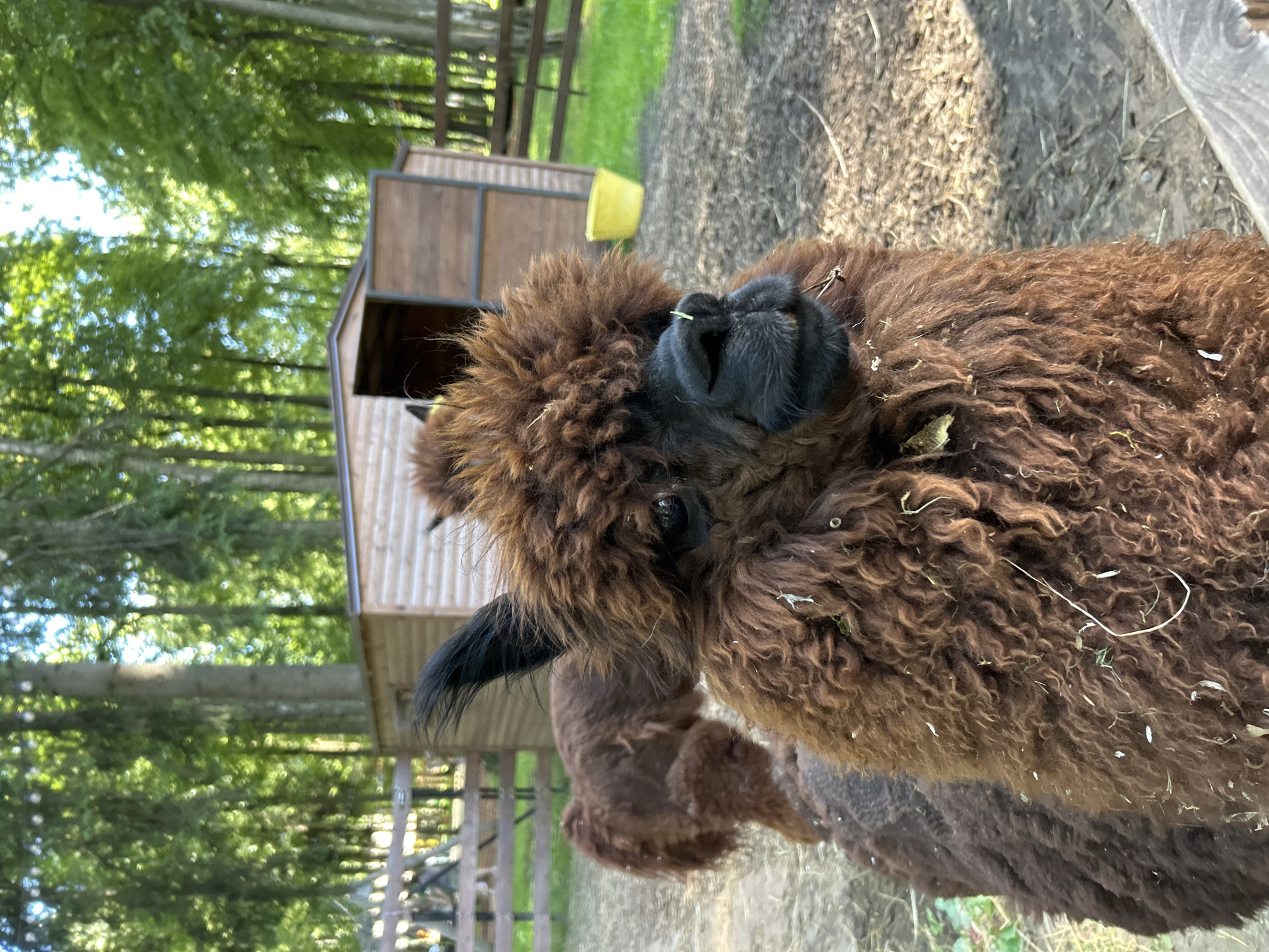 A close-up, vertical shot shows the head and neck of a brown alpaca. The alpaca's fur is curly and appears somewhat matted with bits of hay. Its nose and mouth are dark, and a single blade of grass is stuck to its nose. One black ear is visible, sticking out from the fluffy brown head.
In the background, a small wooden structure with a metal roof stands to the left of the alpaca. A bright yellow bucket is attached to the side of this structure. Further back, a wooden fence encloses a grassy area. Beyond the fence, the scene is dominated by a dense forest of green trees, with sunlight filtering through the leaves, suggesting it is daytime. The ground in the foreground is covered with dirt, straw, and hay. The overall setting appears to be a farm or an animal enclosure in a rural, wooded area. No people are visible in the image.