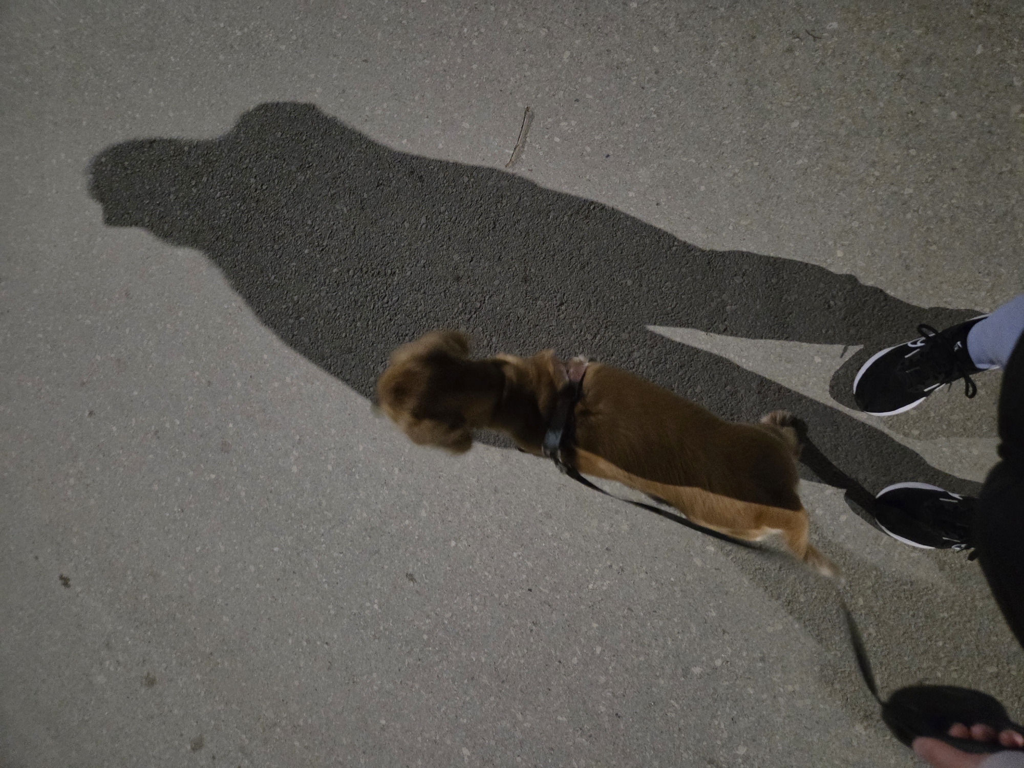 The image shows a low-angle, overhead view of a concrete surface, likely a sidewalk or street, with a dog, a person's legs and feet, and their corresponding shadows. The dog, a small, tan-colored breed, is walking on a leash, positioned diagonally across the frame from the upper-center to the lower-right. The leash is visible as a thin line extending from the dog's harness to a dark, circular object, possibly a leash handle, held in the person's hand at the lower-right corner.
The person's legs and feet are visible on the right side of the image. They are wearing athletic shoes and socks. The shadow of the person and the dog is cast to the left, creating a large, dark shape that obscures part of the concrete surface.
The concrete surface is a light gray color with a slightly textured appearance. The image appears to be taken at dusk or dawn, given the length and angle of the shadows. There is no specific evidence in the image to indicate that this photo was taken in Pleven, Bulgaria, or any other location.
