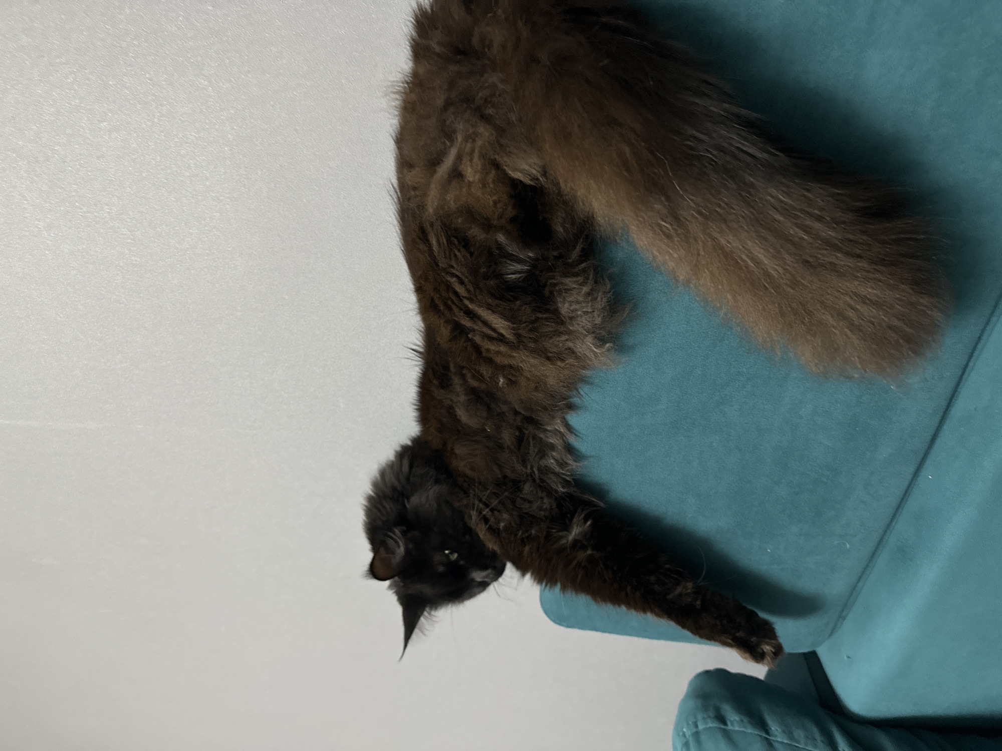 A medium shot shows a long-haired, black cat lying on a blue-green upholstered chair. The cat's head is angled downward, with its eyes visible and focused. One paw extends off the edge of the chair. The cat's tail is thick and furry, with brown and black coloration. The background consists of a plain white wall. The photograph appears to be taken indoors. There is no indication of the image being in Chaikovsky, Russia.
