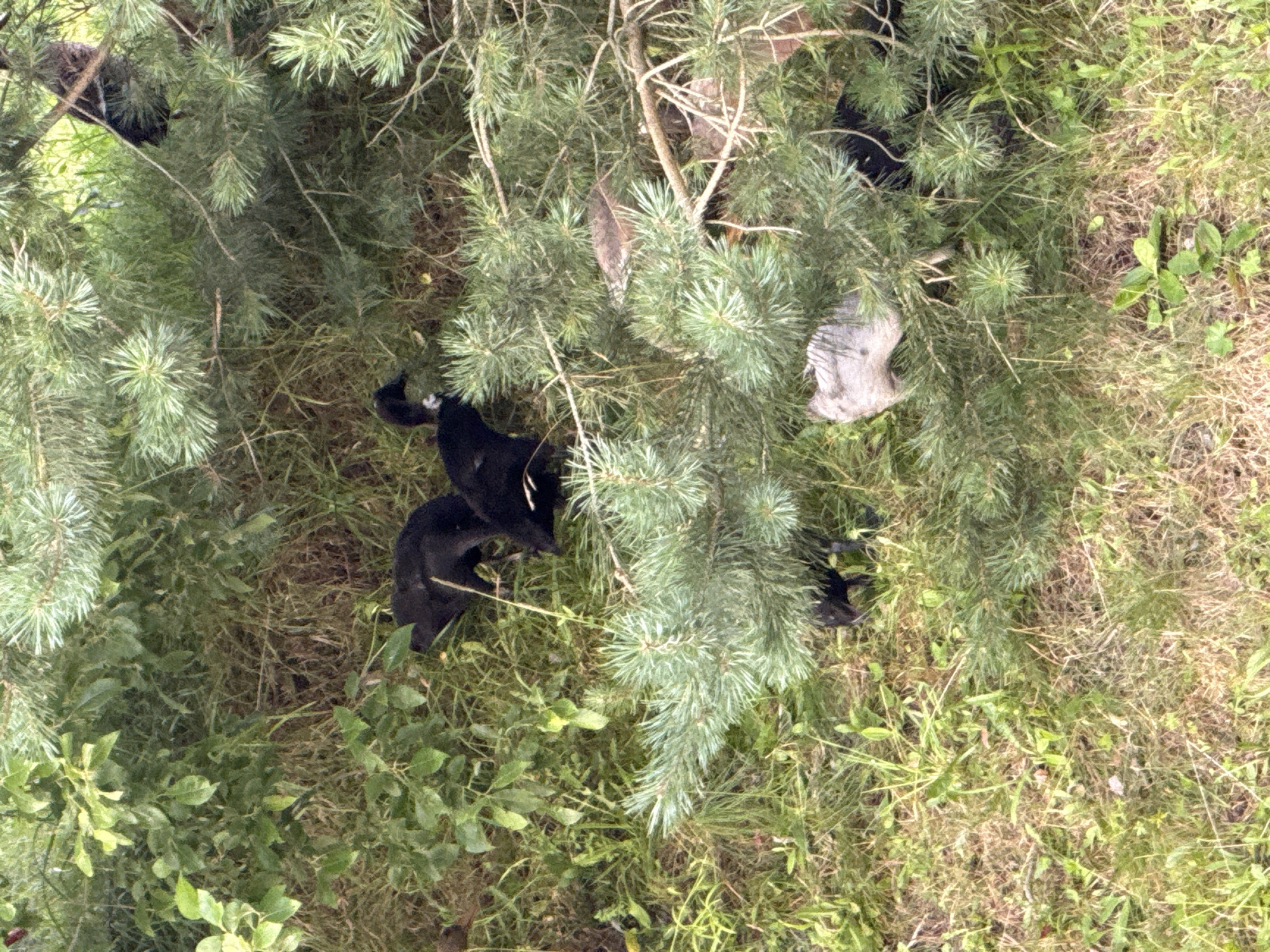 In Galinė, Lithuania, a scene unfolds beneath the branches of a pine tree. Several black ducks are scattered on the ground, amidst lush green foliage and dry grass. One duck is partially obscured by the pine needles, its head tilted as if searching for food. Another duck, in the foreground, is more fully visible, its dark feathers contrasting with the surrounding vegetation. To the right, a cluster of pine branches frames the scene, their needles a vibrant green. A patch of light-colored material, possibly discarded debris, lies near the ducks, blending somewhat with the dry grass. The overall impression is one of a natural, slightly unkempt environment, where wildlife has found a place to gather.