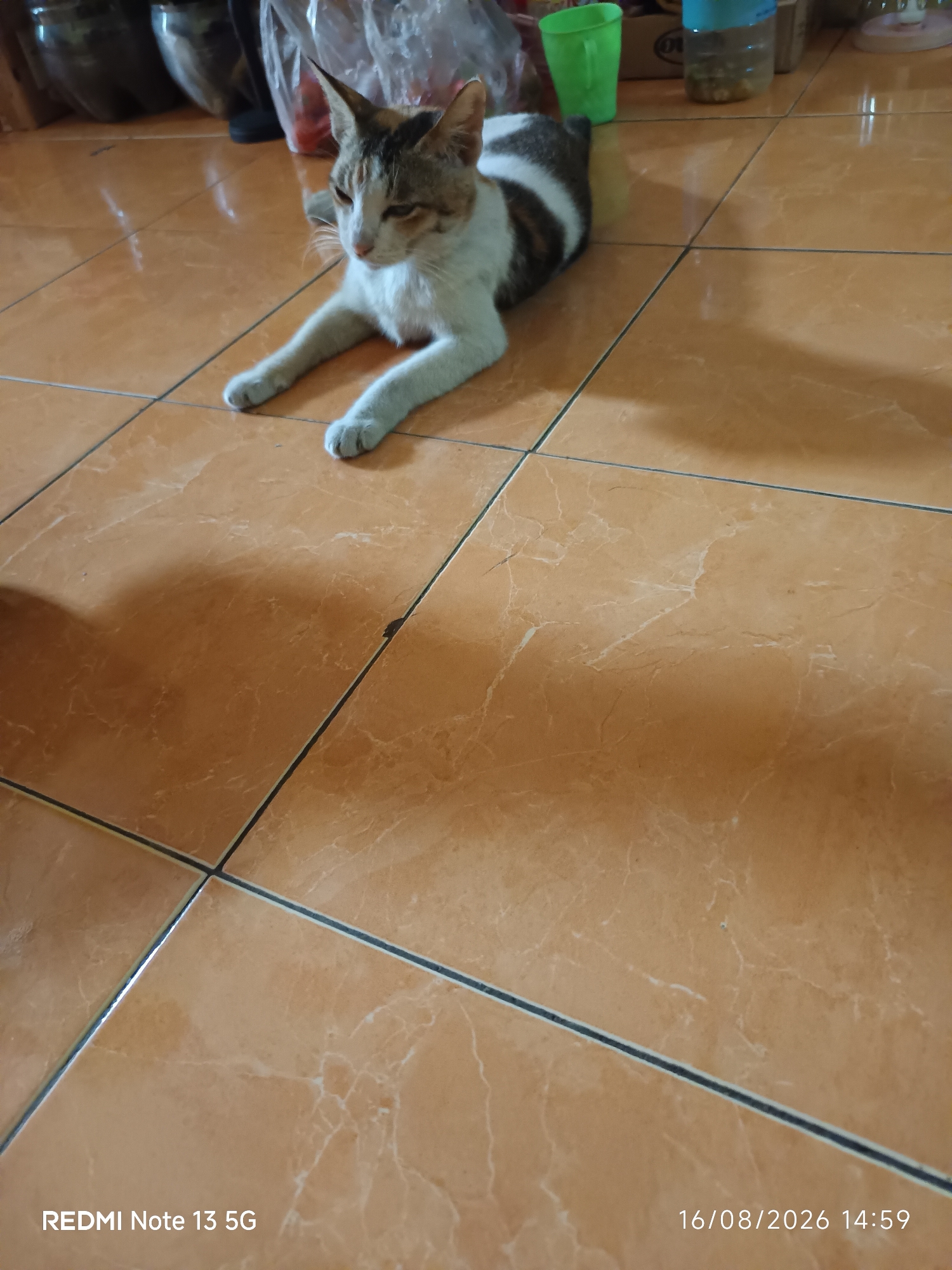 A calico cat is lying on an orange tiled floor. The cat is facing to the right of the image, with its paws extended in front of it. Its fur is white with patches of brown and black. The floor is made of large, rectangular orange tiles with black grout lines. In the background, there are some objects on a surface, including what appears to be plastic bags, green and blue cups, and other unidentifiable items. The lighting suggests an indoor setting. The bottom right corner of the image displays a timestamp "16/08/2026 14:59" and "REDMI Note 13 5G", indicating the image was taken with a Redmi Note 13 5G phone on August 16, 2026, at 2:59 PM. The scene is consistent with a residential environment in Talaga Sari, Indonesia.