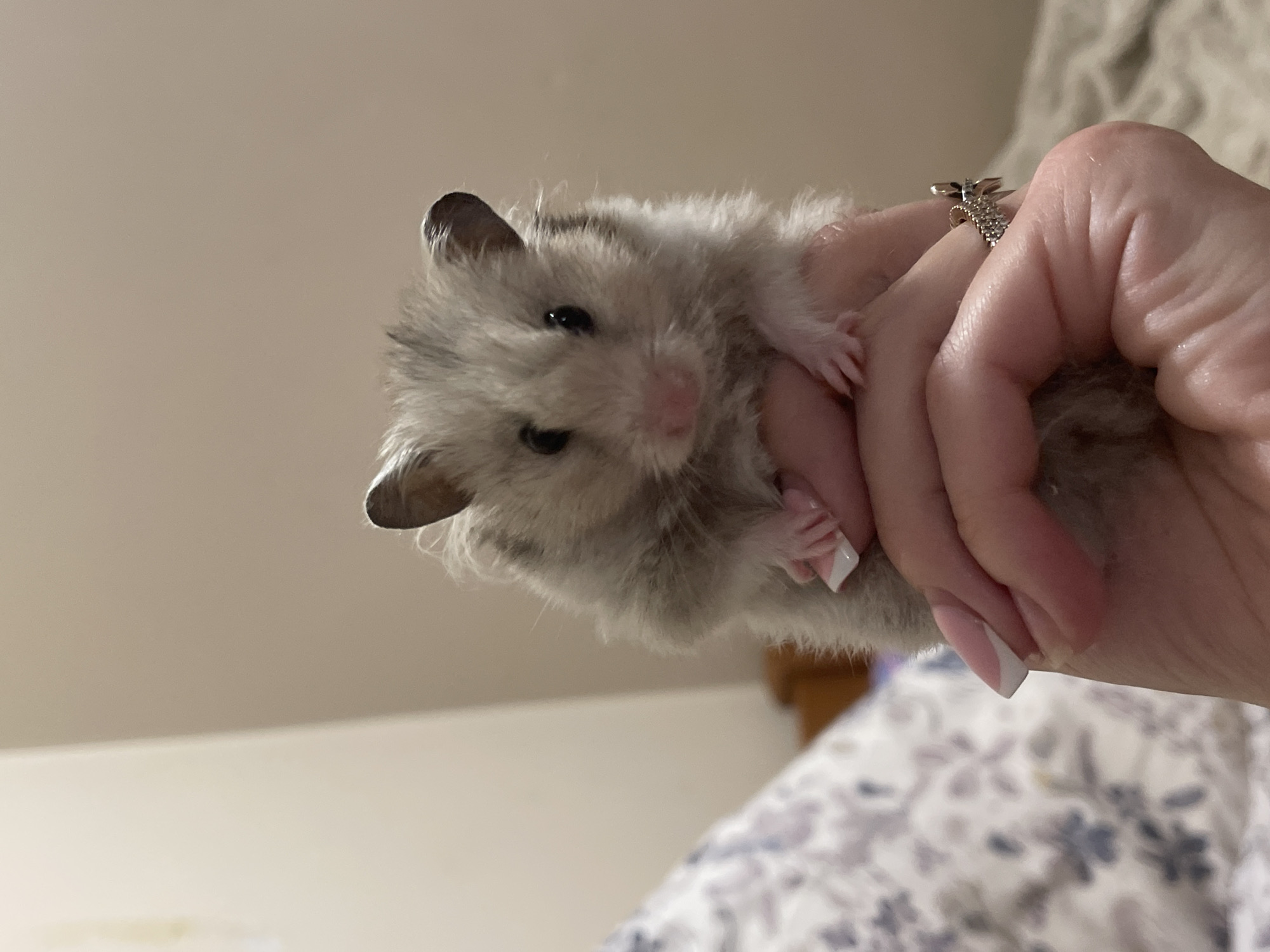 A small, grey, brown, and white fluffy hamster is held upright in a human hand, facing directly forward. The hamster exhibits small black eyes, a pink nose, and dark-tipped, rounded ears. The human hand, with fair skin, supports the hamster from below; visible details include manicured fingernails with pink bases and white French tips. A silver-colored ring adorned with small, clear stones arranged in a textured pattern is present on the ring finger. The background is an out-of-focus indoor domestic environment. To the left, a patterned fabric, likely a bedsheet with light blue and grey floral or leaf motifs on a light ground, is partially visible. To the upper right and center, a plain, light beige wall with a distinct corner is present. The scene is illuminated by warm, artificial light. This indoor domestic scene is located in Tallinn, Estonia.