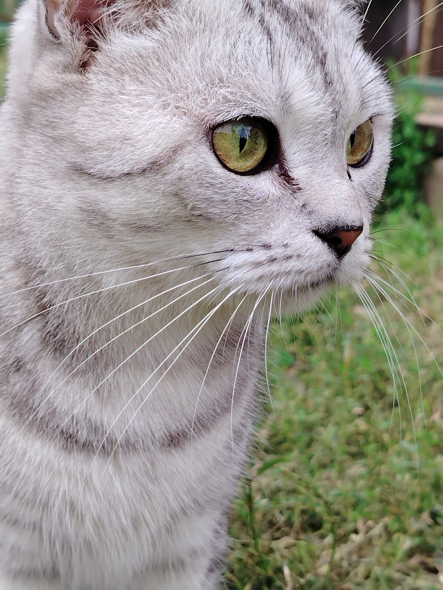 The image is a close-up, eye-level shot of a silver tabby cat with striking green eyes, looking to the right. The cat's fur is finely detailed, showing its striped pattern. Long, white whiskers extend outwards from its muzzle. The background is softly blurred, revealing green grass and hints of brown in what appears to be an outdoor environment. There are no people or human-made objects clearly visible that would help determine its location within the city of Gzhan, Russia.