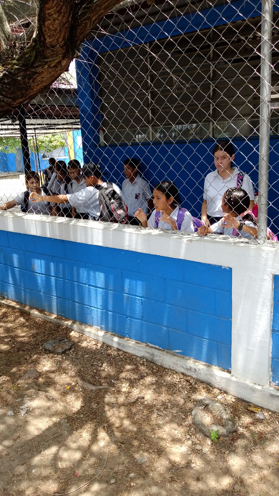 This outdoor image, likely taken in Tinaquillo, Venezuela, depicts a group of students observed through a chain-link fence. The scene takes place under bright, direct sunlight, evidenced by the strong shadows cast on the dry, earthen ground covered with scattered leaves and small rocks, suggesting midday or early afternoon.
The subjects are approximately ten students, predominantly teenagers, dressed in what appear to be school uniforms, mainly white shirts; some carry backpacks. They are positioned behind a low wall, painted bright blue with a white top edge, which acts as a barrier within a fenced area. Most students are actively looking towards something outside the frame, displaying expressions of curiosity and attentiveness. Several are leaning on the wall with their hands on the fence, while others stand behind them. One girl in the middle, wearing a white shirt with purple accents, leans forward intently, as does another girl further to the right.
To the far left, a large, thick tree trunk with textured bark dominates the upper corner, adding to the outdoor setting. In the background, beyond the students, a building with a blue facade is visible. The fence, with its diamond-shaped mesh, is prominent in the foreground, creating a visual filter for the scene. There is no visible text in the image.