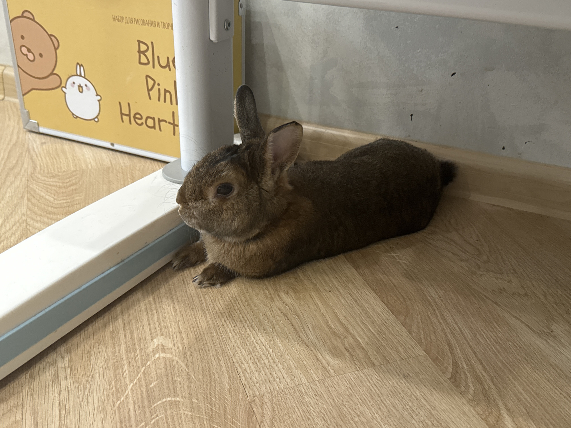 This image, captured in Solikamsk, Russia, displays a single brown rabbit lying prone on a light brown wooden laminate floor. The rabbit is positioned in the lower-right portion of the frame, stretched out with its body resting flat against the floor. Its fur is dark brown, with a lighter, tan-brown tone on its belly. Both ears are upright, and its head is slightly turned to the left, revealing a dark eye. A faint blue marking is present on one of the rabbit's visible front paw nails.
In the foreground, a white and light blue linear object, consistent with a cable management channel or furniture trim, extends diagonally from the lower-left, partially obscuring the rabbit. The wooden floor features a distinct grain pattern and visible seams between planks.
The background consists of a light grey wall with a light brown wooden baseboard. The wall surface exhibits several small, dark, irregular marks. To the upper-left, a yellow board or sign is partially visible. This board features Russian text at the top, reading "НАБОР ДЛЯ РИСОВАНИЯ И ТВОРЧ" (Set for Drawing and Creati...), followed by partially visible English words "Blu", "Pin", and "Heart". Cartoon illustrations on the board include a partial brown bear character on the left and a complete white, stylized rabbit character (Molang) in the center. A white cylindrical object, possibly a furniture leg or support, is visible vertically to the right of the yellow board.