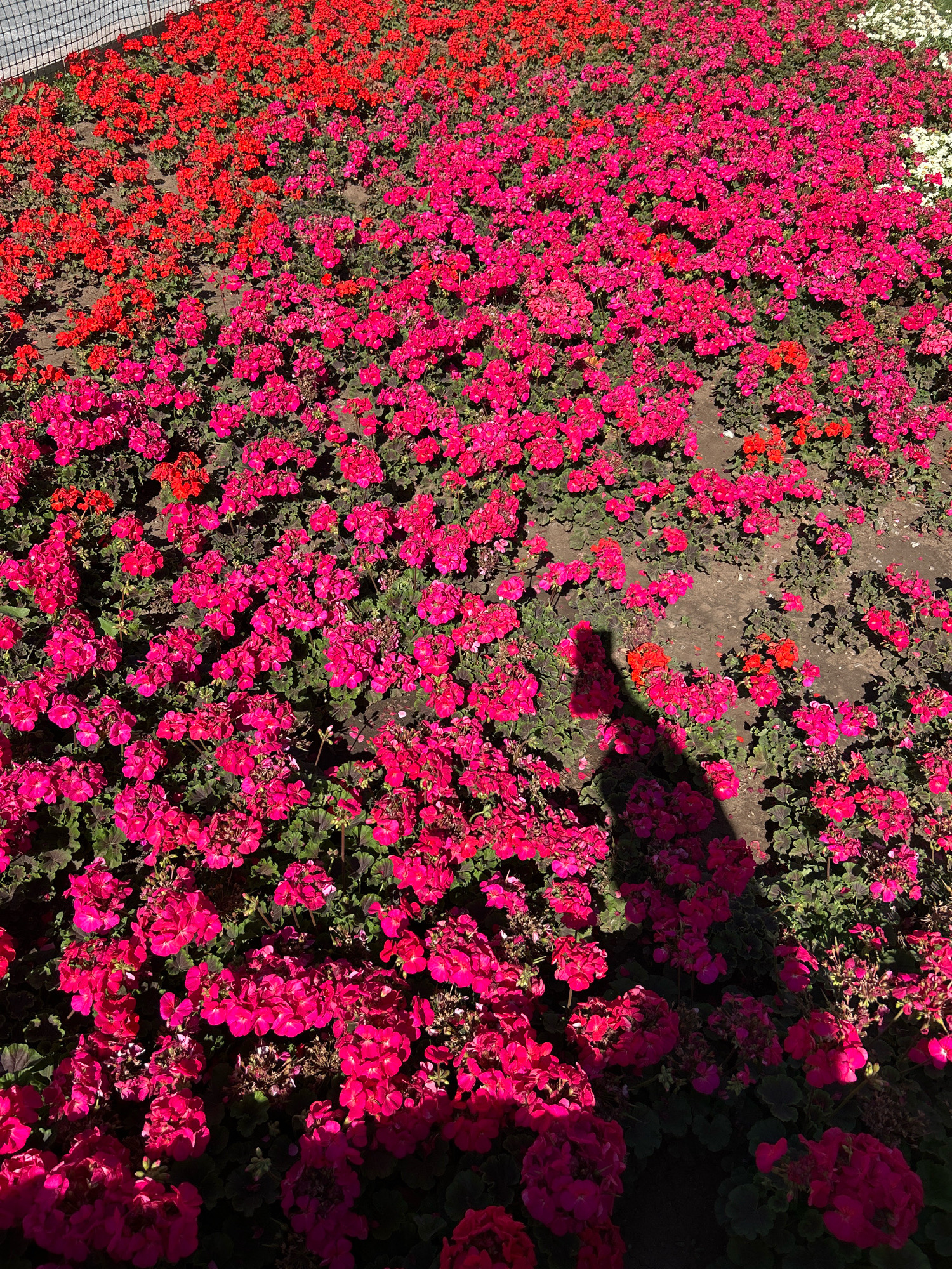 The image displays a large outdoor flowerbed filled with numerous clusters of pink and red flowers, likely geraniums. The flowers are densely planted and cover the ground, with some sparse patches of soil visible. A shadow of a person, possibly standing or walking, is cast across the lower right portion of the flowerbed. The flowers are illuminated by natural sunlight, creating distinct shadows and highlighting the vibrant colors. The scene appears to be a public garden or park setting. The location is identified as a flowerbed in the city of Astana, Kazakhstan.