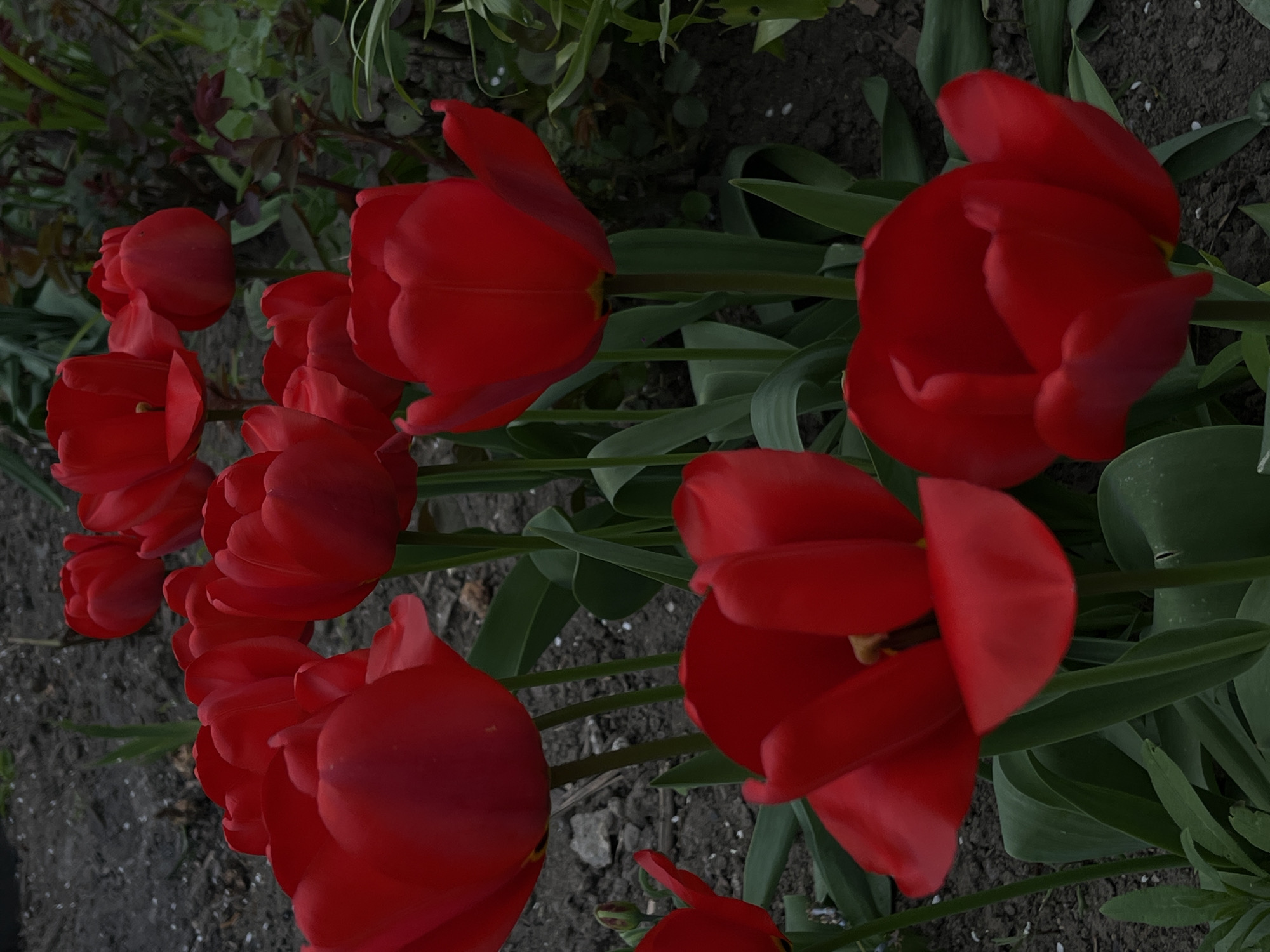 This media file captures a close-up, slightly overhead view of several vibrant red tulips blooming in a garden, likely in Novopokrovskaya, Russia. The scene is dominated by the rich, deep red petals of numerous tulip flowers, clustered together and varying in their stage of opening, with some fully unfurled and others still partially closed. Their bright color stands out against the dark green leaves and stems that provide a natural frame, along with a backdrop of other blurred green foliage and darker, earthy tones of soil.
The lighting appears soft and diffused, suggesting either an overcast day, early morning, or late evening, which enhances the saturation of the red hues without harsh shadows. The ground beneath the flowers is dark and textured, showing small specks that might be dirt or mulch. No specific human activity is depicted; the image solely focuses on the natural beauty of the blooming flowers. There is no visible text in the image. The overall impression is one of natural beauty and the arrival of spring.