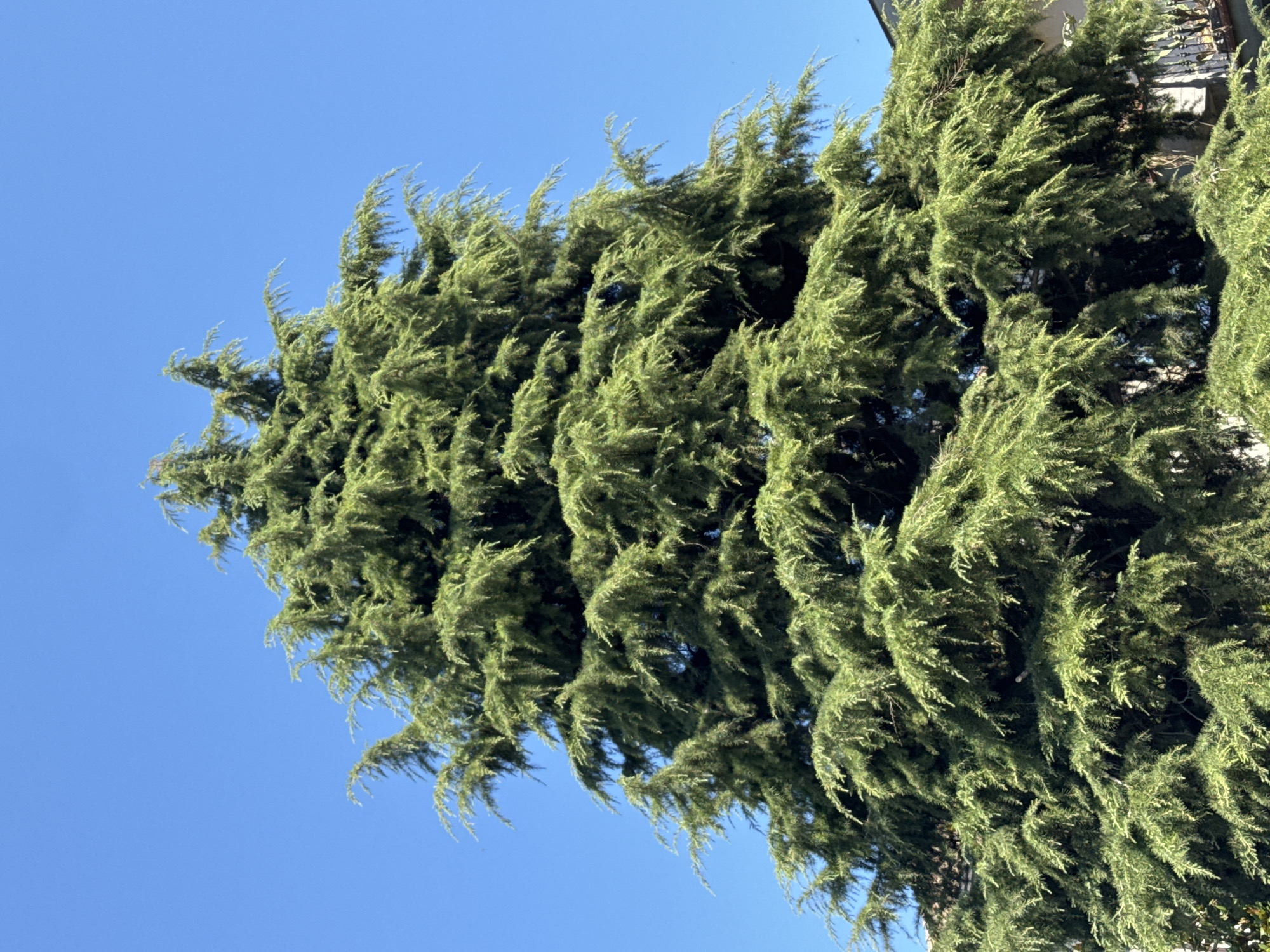 A large, mature evergreen tree, likely a cedar, dominates the frame, its lush green foliage reaching towards a clear, bright blue sky. The tree has a pyramidal shape with dense, drooping branches. The lower portion of the image shows glimpses of buildings and architectural details, suggesting an urban or semi-urban setting. A balcony with an ornate railing is visible on the right side. The image appears to be taken on a sunny day. This scene could be located in the vicinity of Via Armando Diaz in San Benedetto del Tronto, Italy, given the characteristic architecture and presence of mature trees in the area. There are no people visible in the image.