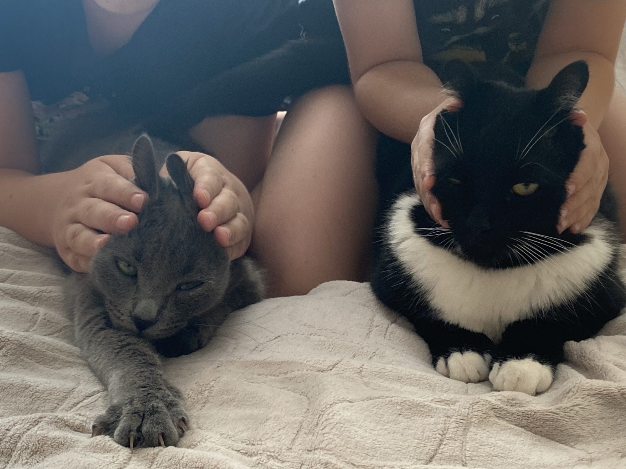 In the foreground, two cats are lying on a textured, light-colored blanket. The cat on the left is gray and is being petted by a person's hands on its head. Its left paw is extended forward, with visible claws. The cat on the right is black and white, with white fur around its neck and chest. Its front paws are tucked beneath it. A person's hands are also gently resting on its head. In the background, parts of two individuals are visible, suggesting they are sitting or reclining, with their arms extended to pet the cats. The lighting in the image is soft, creating a warm and intimate atmosphere. The setting appears to be indoors, likely a domestic environment.