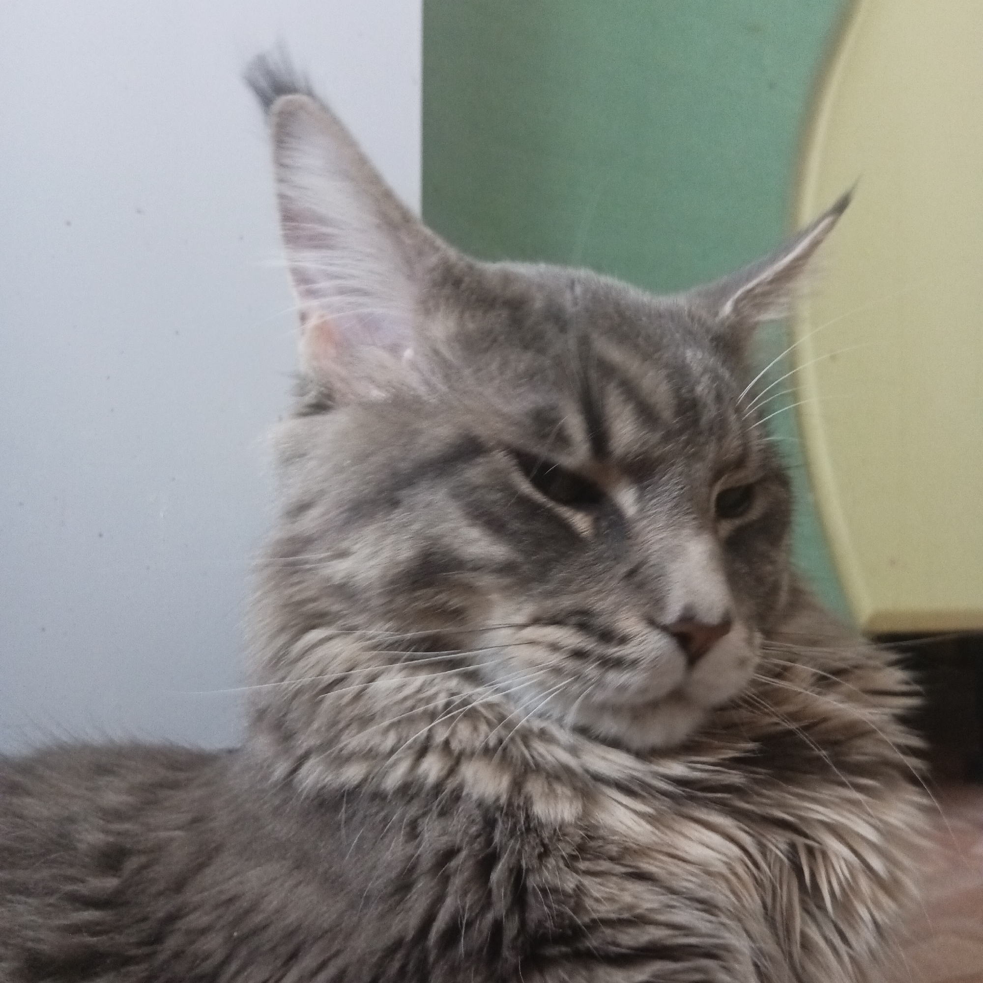 The image shows a close-up of a grey tabby cat with long fur, resting indoors. The cat has prominent ear tufts. The background consists of a white wall to the left and a green and yellow surface to the right. There is no indication in the image that places the location in the city of Chaikovsky, Russia.
