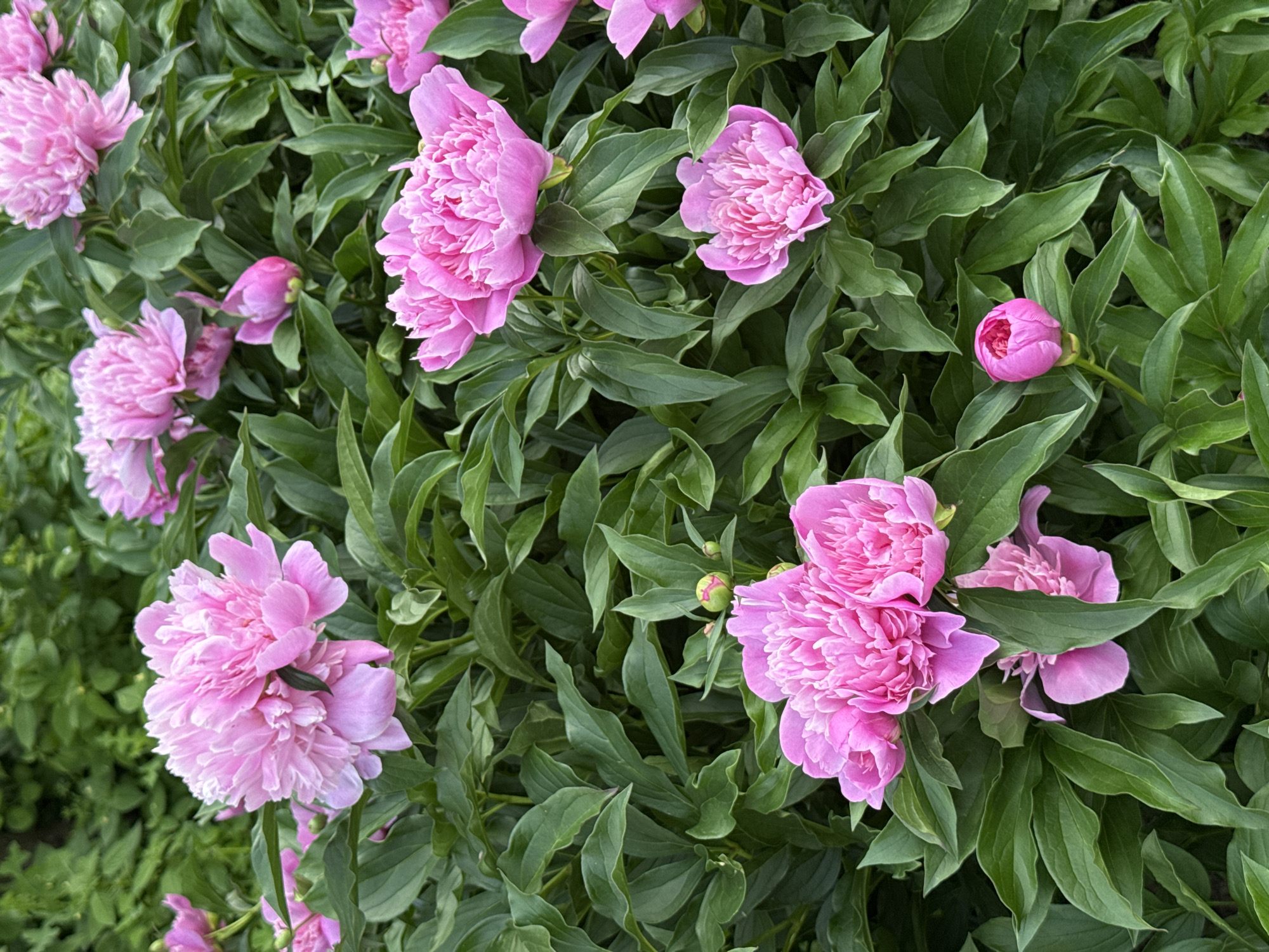 This is a close-up, eye-level, medium shot of a dense bed of pink peonies in full bloom, interspersed with green foliage. The lighting is natural and appears to be daylight, casting soft shadows. The image is rich in detail, capturing the delicate, ruffled petals of the peonies and the textured, veined leaves. Several peonies are fully open, while others are in various stages of bud development, from tightly closed to partially unfurled. The overall impression is one of lushness and natural beauty. No people or specific landmarks of Kazan, Russia, are visible in the image. The scene is solely focused on the flowers and their surrounding greenery.