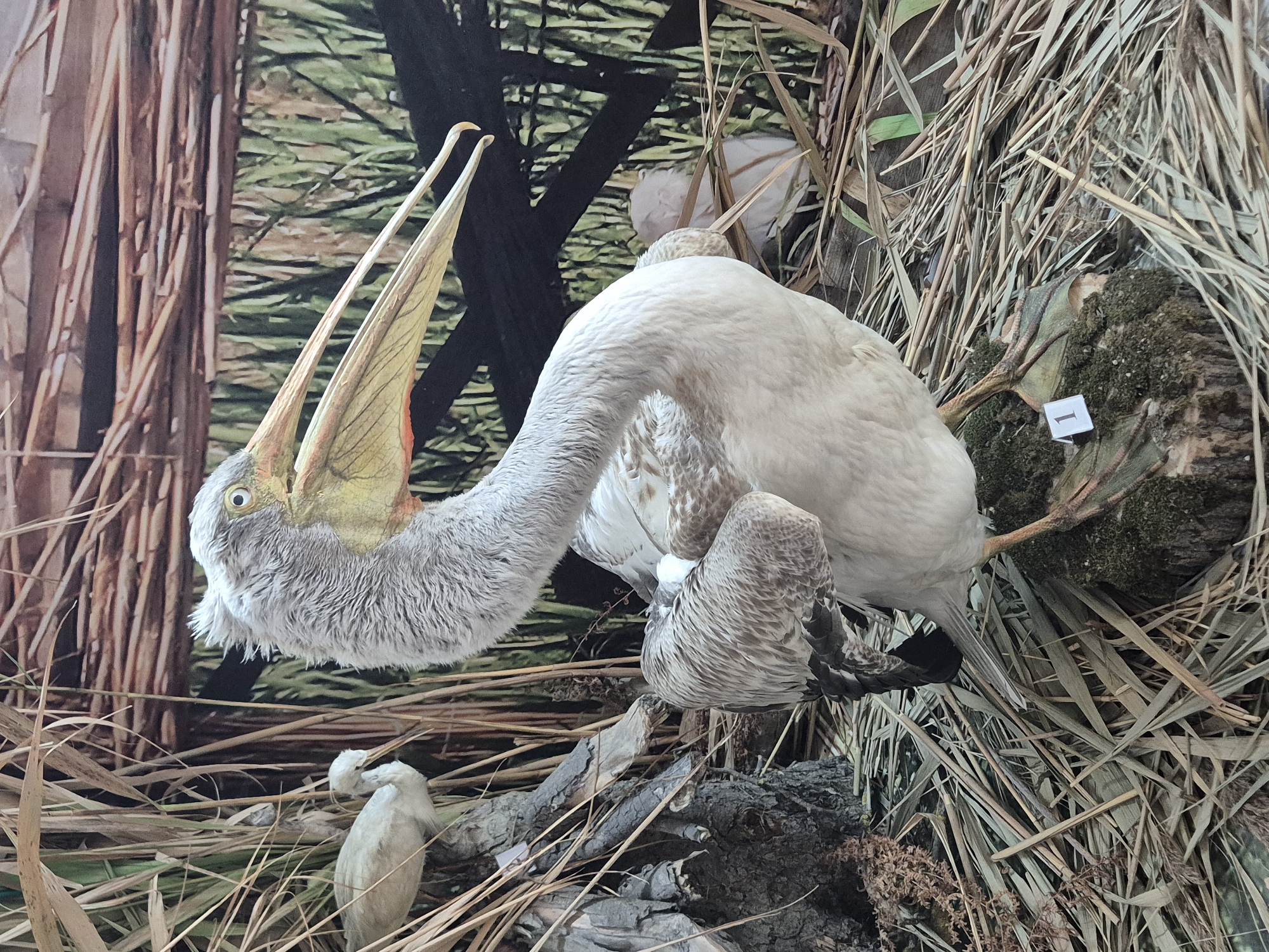 A taxidermied Dalmatian pelican is presented in a diorama exhibiting its natural habitat. The scene is located in the city of Srebarna, Bulgaria. The pelican is white with greyish-brown plumage on its head and wings. It has a distinctive yellow bill with a red hue towards the base. The diorama includes simulated reeds, tree branches, a small taxidermied bird, and a backdrop depicting a marshy environment. A small white label with the number "1" is visible near the pelican's feet.