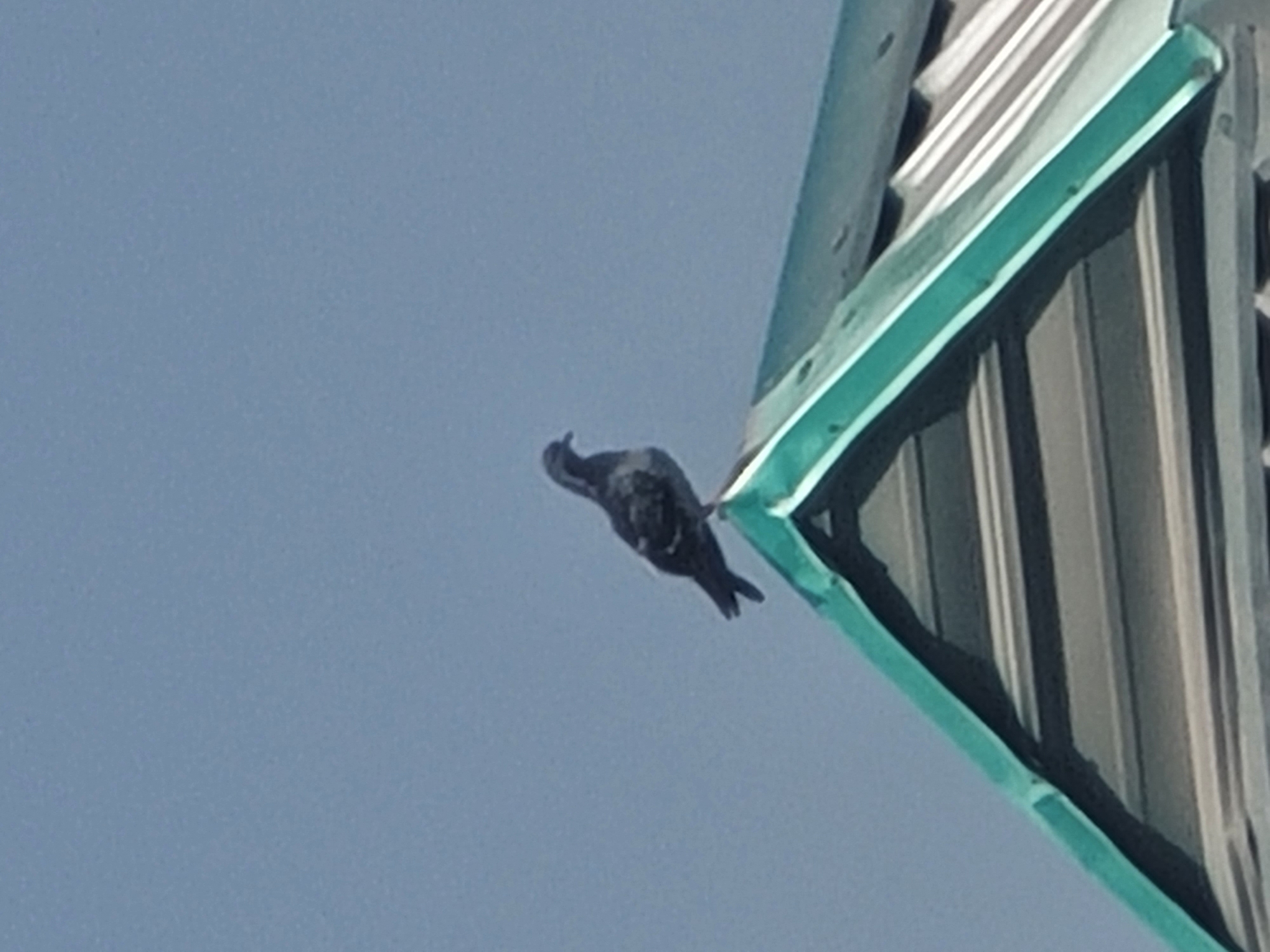 A pigeon is perched on the apex of a green-trimmed corrugated metal roof. The pigeon, a typical urban bird, is facing to the left and appears to be observing its surroundings. The roof is part of a structure, likely a building, and its texture indicates it is made of metal sheets. The background is a clear, pale blue sky, suggesting an outdoor setting during daylight hours. There is no indication of the location being in Jos, Nigeria, based solely on the visual information provided in the image.