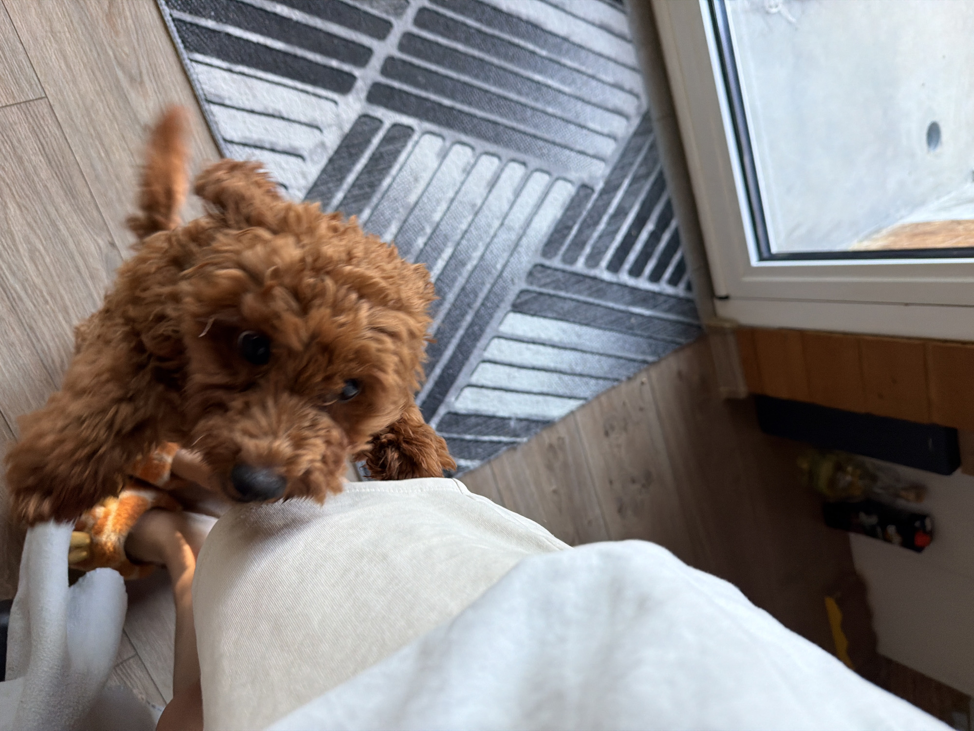 A medium shot captures a brown poodle puppy at an indoor entryway. The puppy is positioned in the lower center of the frame, its body angled towards the right and its head turned to look towards the viewer. The puppy's fur is curly and a rich reddish-brown color. Its tail is blurred, indicating movement. The puppy appears to be interacting with a large white object on the right side of the frame, possibly furniture or a blanket.
In the background, to the left, is a glass door with a view of a concrete outdoor area. A gray and black patterned mat is visible on the floor just inside the door. The floor is made of light-colored wooden planks. Further back, on the right side of the background, a dark rectangular object, possibly a speaker, is visible against a wooden wall.
The overall impression is a candid, indoor shot of a playful puppy. The setting appears to be a home or a similar domestic environment.