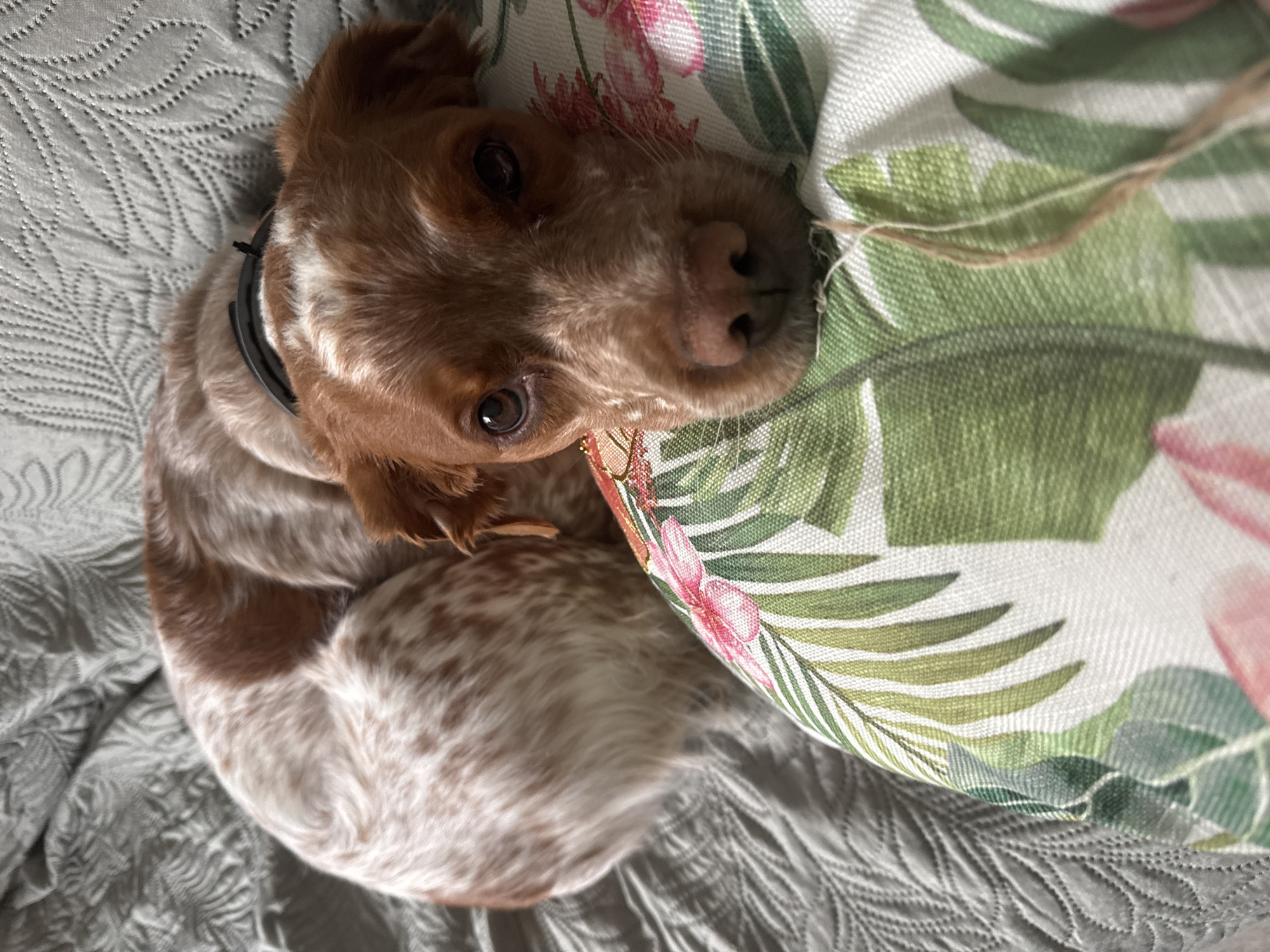 A tan and white spaniel dog is curled up on a gray quilted bedspread, resting its head on a pillow with a floral and foliage pattern. The dog has a black collar. The scene suggests a domestic interior setting. The city of Sofia, Bulgaria, cannot be verified from the visual information provided.