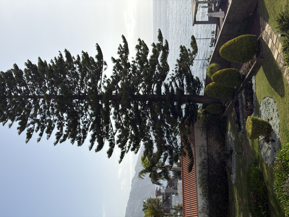 The image displays a coastal landscape in Funchal, Portugal, under clear daylight conditions. A tall, dark green coniferous tree with tiered branches dominates the central frame, extending from the bottom to the top. In the foreground, a manicured garden features green lawns, various shrubs, and light-colored circular groundcover plantings. A small, cylindrical trimmed bush is visible in the lower-left, and four larger, oval-shaped trimmed bushes are arranged in a line along a raised planter to the right. A stone pathway is partially visible in the lower-right foreground.
Beyond the garden, a building with a reddish-brown tiled roof is situated to the left. Further left, white modern buildings and palm trees are visible near the coastline. The vast expanse of the deep blue Atlantic Ocean occupies the middle-right and background, meeting a hazy horizon line. On the right side, below the garden level, a patio area with dark tables, chairs, and a closed white umbrella is discernible, bordered by a metal railing and a light-colored retaining wall. In the distant background on the left, vegetated hills and mountains rise. No individuals are present in the scene, and no specific actions or interactions are depicted.