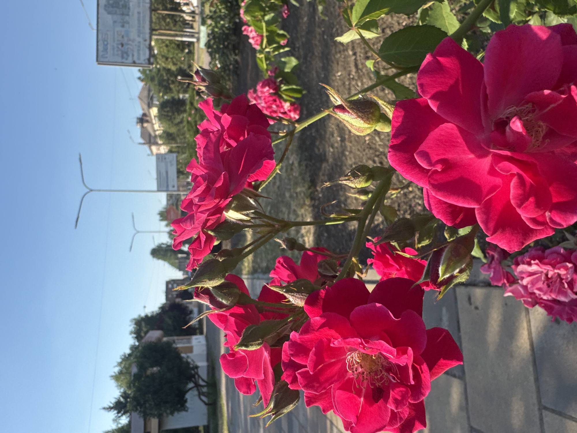 The image shows a close-up of vibrant pink roses blooming along a pathway. The flowers are the primary subject, with several fully bloomed roses and buds visible. The background depicts a street scene with buildings, trees, and utility poles, suggesting an urban or suburban setting. The bright sunlight indicates it is daytime, likely late afternoon due to the long shadows. The image is oriented vertically. There is no visible text in the image.