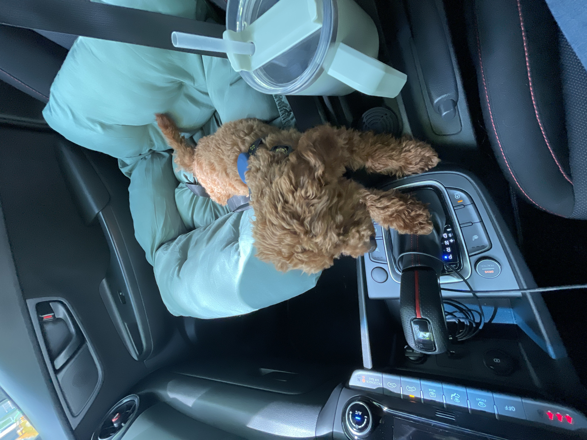 The image, likely taken from inside a car, shows a small brown poodle sitting on a light green puffy jacket placed on the passenger seat. A white tumbler with a straw is situated next to the dog. The gear shift, dashboard, and seat controls are visible, indicating the interior of a Hyundai Kona based on the "N" logo on the shifter and the dashboard layout. The car appears to be parked. The city of Sofia, Bulgaria is not evident in the scene.