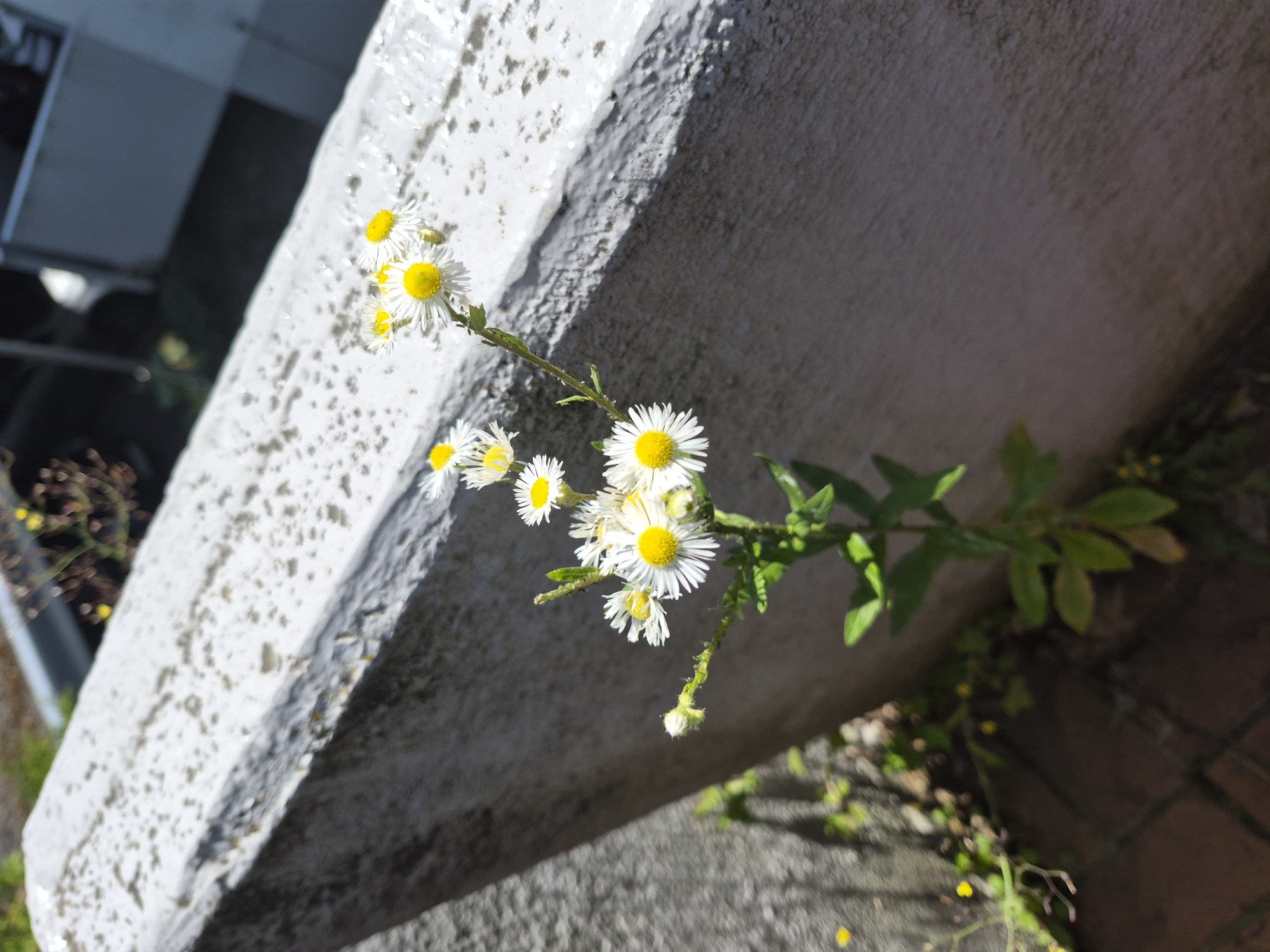 A close-up, eye-level shot captures a cluster of small white and yellow wildflowers growing near a textured, light-colored concrete barrier. The flowers, some in full bloom and others as buds, are positioned in the lower-middle and right portions of the frame. The concrete barrier occupies the upper portion of the image, appearing weathered and speckled. The background is out of focus, showing hints of dark foliage and possibly urban structures. Sunlight casts shadows and highlights on the scene, suggesting an outdoor environment during the day. The brick-like ground is visible in the lower-left corner, out of focus.