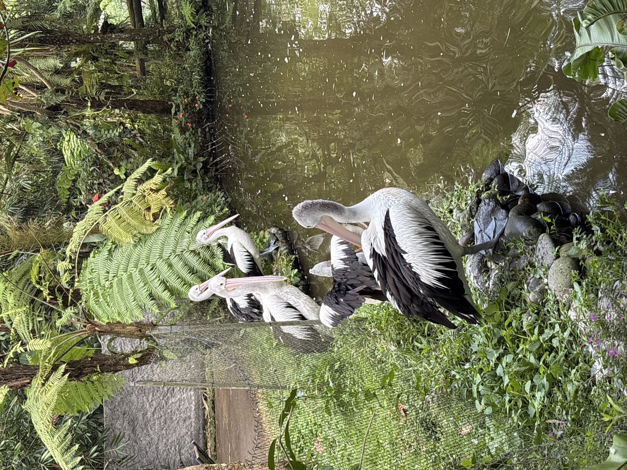 In Baturiti, Indonesia, a group of five Australian pelicans are gathered along the grassy bank of a pond surrounded by lush vegetation. The pelicans, identifiable by their predominantly white plumage and black wings, are positioned in a line near the water's edge. One pelican stands prominently in the foreground, facing right, with its long beak and grey head visible. Behind it, the other pelicans are also facing towards the water, with some appearing to be looking into the pond. The environment is dense with various plants, including ferns, and the water reflects the surrounding greenery, creating a serene, naturalistic setting.