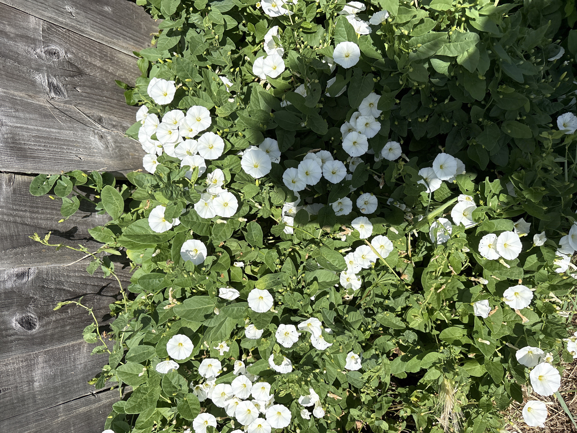 A top-down, medium shot captures a dense patch of bindweed flowers with white, trumpet-shaped blooms and green, heart-shaped leaves. The plants are growing in front of a weathered, gray wooden fence. Sunlight casts dappled shadows across the foliage and the fence, indicating it is daytime. The scene is set outdoors, with no specific city or location details available. The bindweed is the sole subject of the image, and there are no people or animals present.