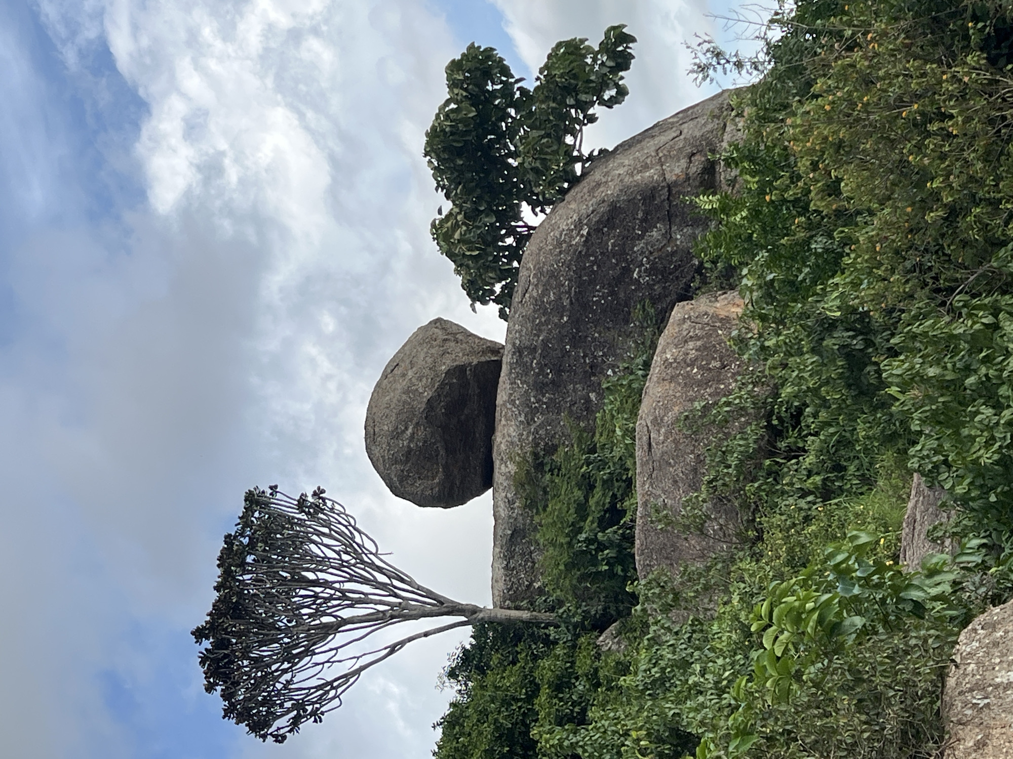 The image captures a rocky, verdant landscape under a cloudy sky. In the foreground, lush green foliage and bushes dominate, with some rocks visible at the bottom left. Rising from the foliage are several large granite boulders, forming a natural elevation. A slender, leafless tree with a unique branching pattern stands on the left side, positioned against a backdrop of dense green vegetation and the sky. To the right, a rounded boulder rests precariously atop a larger rock formation. A tree with full green leaves grows from the right side of this formation. The scene is likely from the Shere Hills, a prominent natural landmark located in Jos, Nigeria, known for its granite rock formations and vegetation.