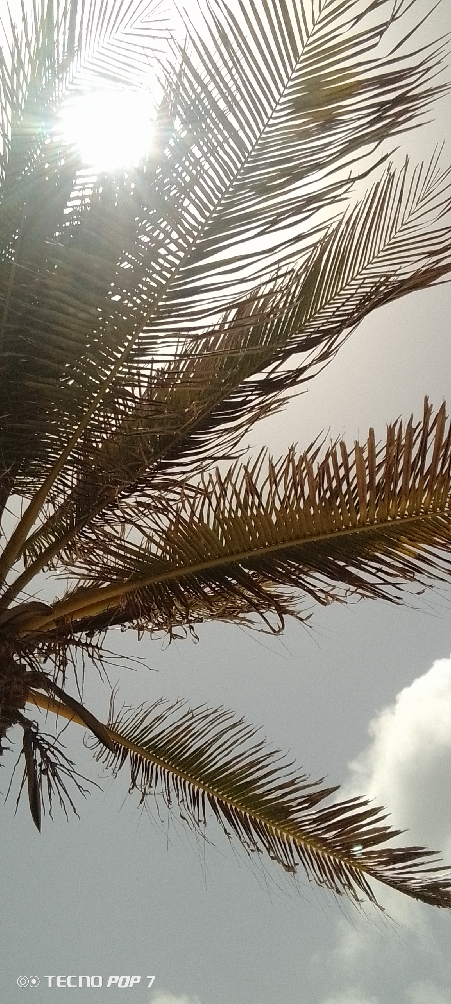 The image depicts palm fronds against a bright sky with a small cloud visible in the lower right corner. The sun is shining brightly through the fronds. The photograph was taken in Pedro González, Venezuela, according to the camera watermark at the bottom, "TECNO POP 7".