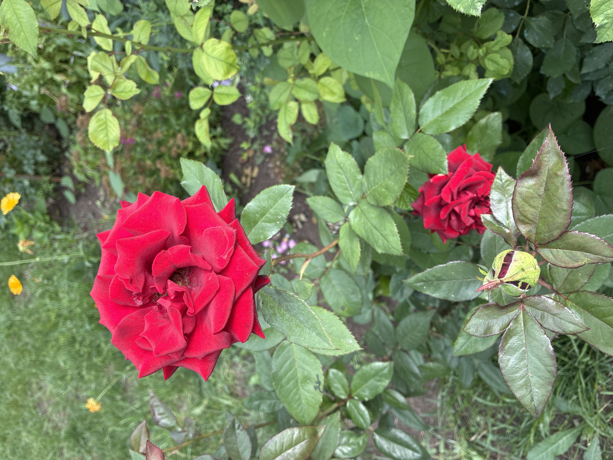 A high-angle, eye-level shot captures a vibrant red rose in full bloom, its velvety petals unfurling in intricate layers. The rose is the primary subject, positioned in the center of the frame, with a smaller, partially opened red rose visible in the lower right quadrant. Surrounding the roses are lush green leaves, some glossy and dark, others lighter and tinged with red at the edges. A rose bud, still enclosed in its protective sepals, is prominent in the lower left, hinting at future blooms. The background consists of a soft-focus garden, with patches of green grass, the muted tones of soil, and hints of other foliage. In the upper left and upper right corners, small yellow wildflowers add splashes of color to the verdant scene. The overall impression is one of natural beauty and growth within a garden setting in Surami, Georgia.